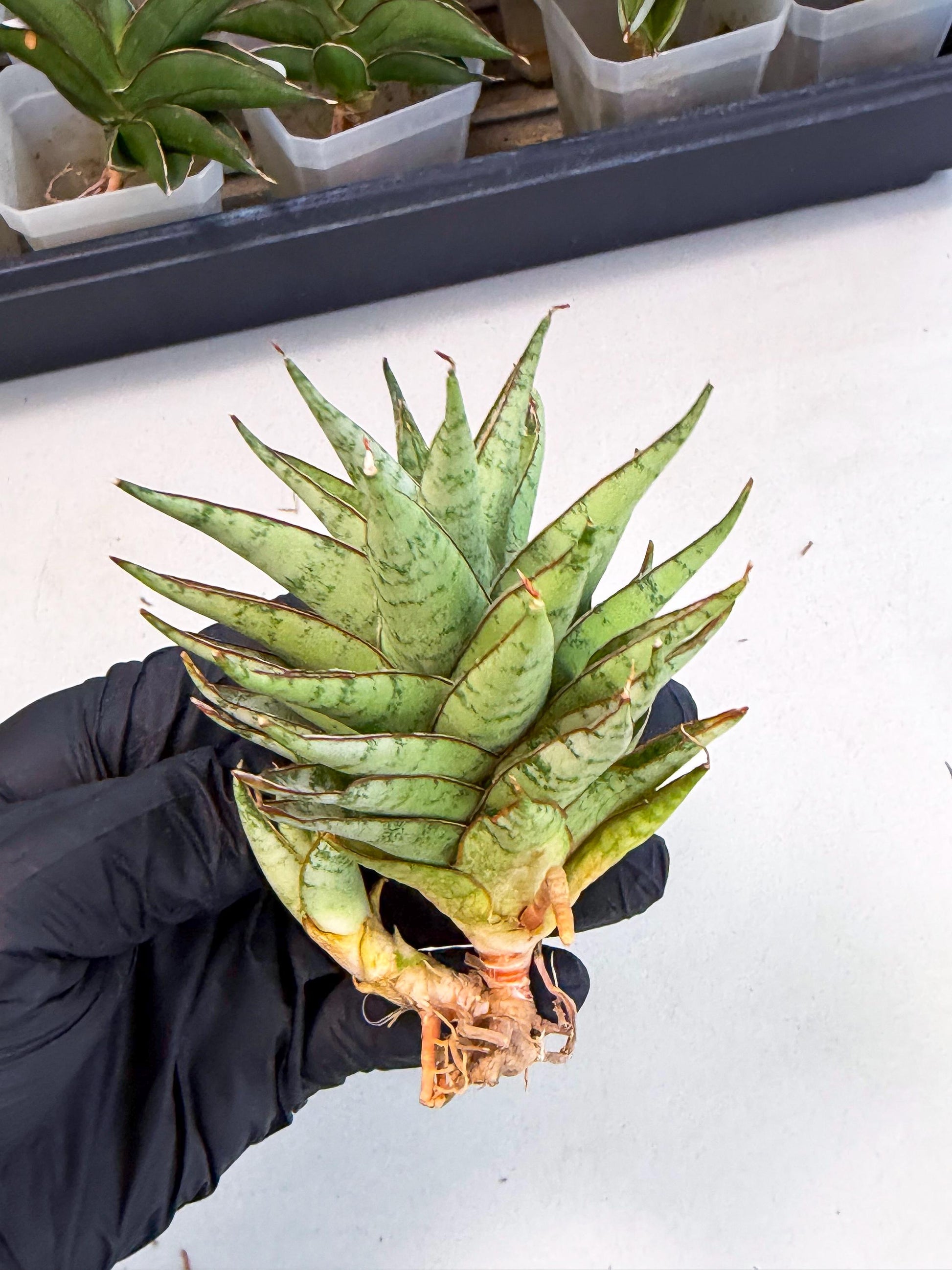Sansevieria Dararai (Ca3) (4) | Imported Sansevieria