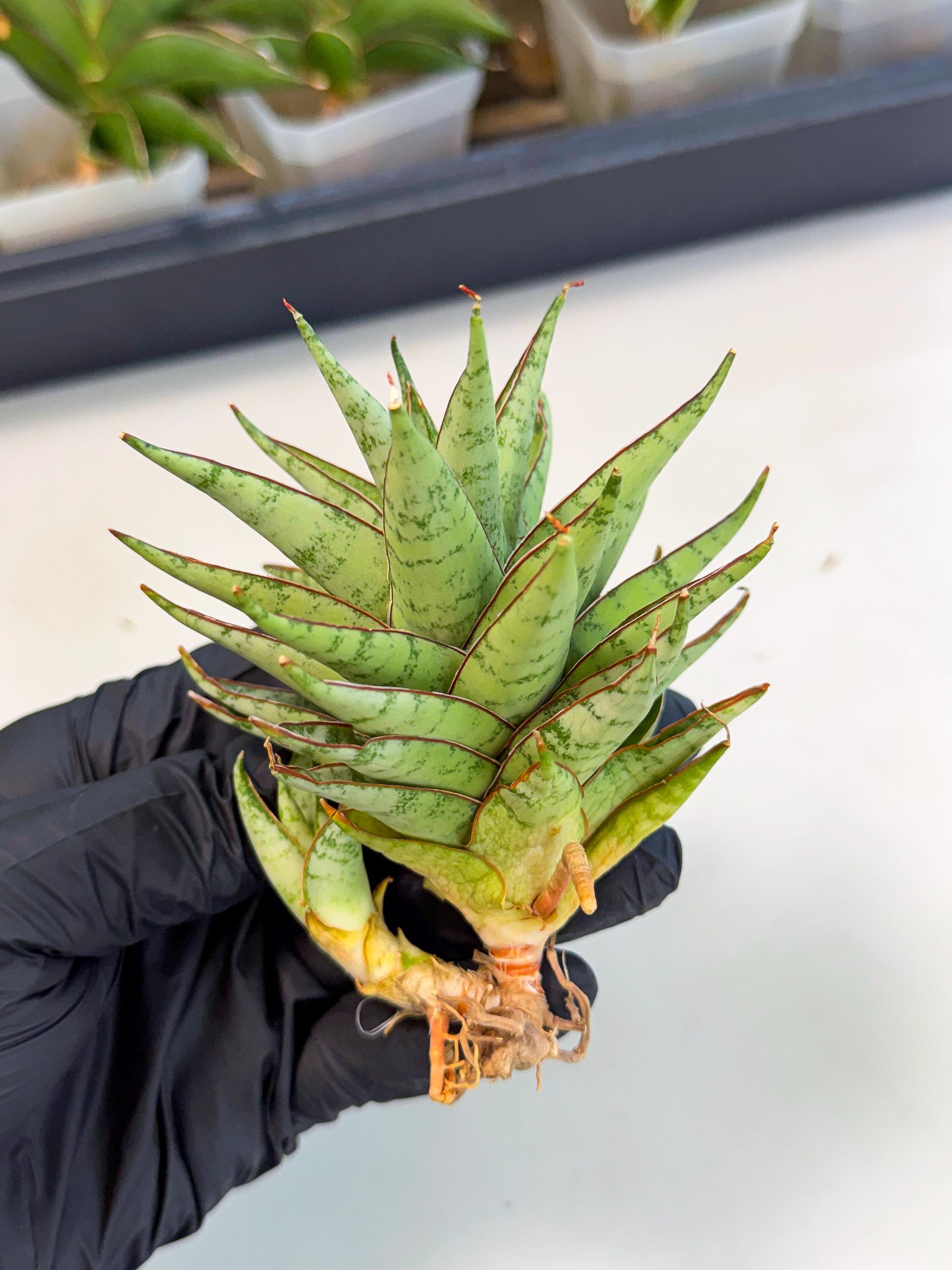 Sansevieria Dararai (Ca3) (4) | Imported Sansevieria