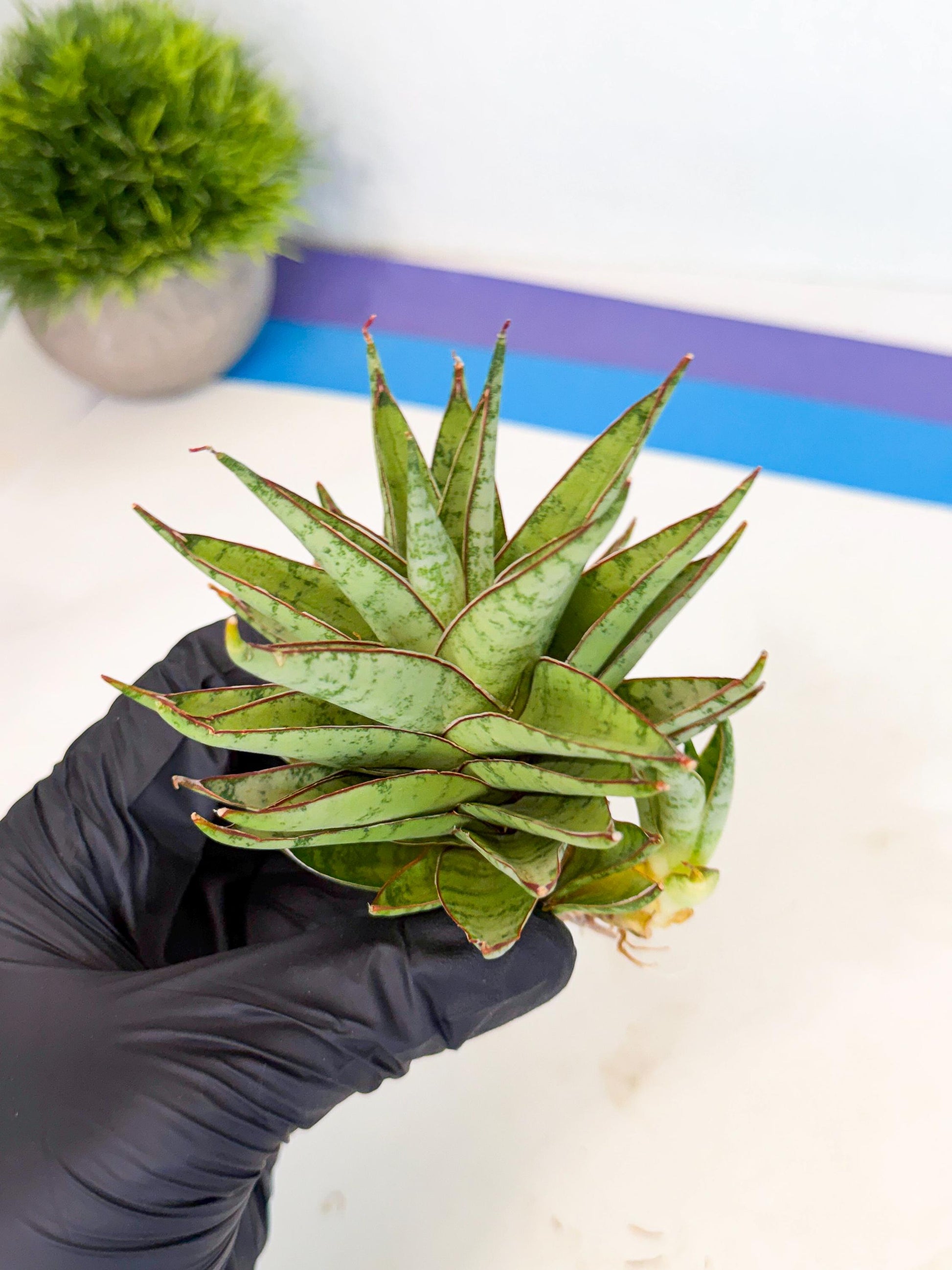 Sansevieria Dararai (Ca3) (4) | Imported Sansevieria