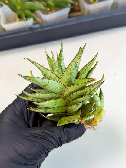 Sansevieria Dararai (Ca3) (4) | Imported Sansevieria