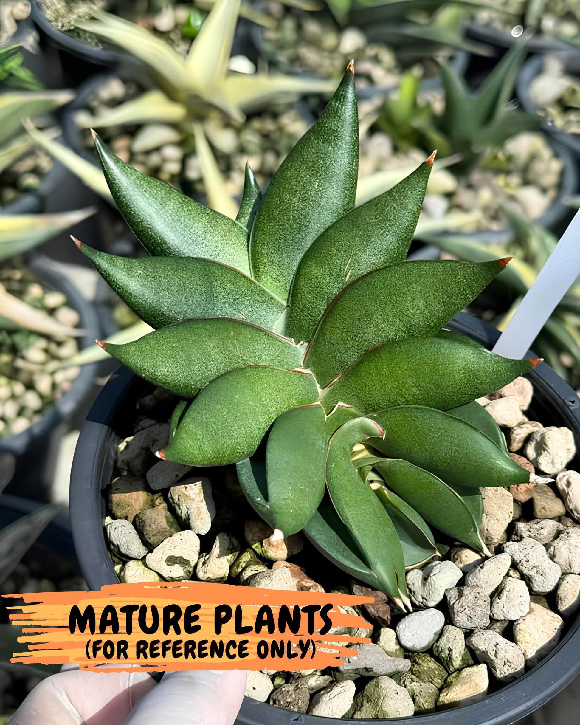 Sansevieria Siam Green Uny (Ca3) (5) | Imported Sansevieria
