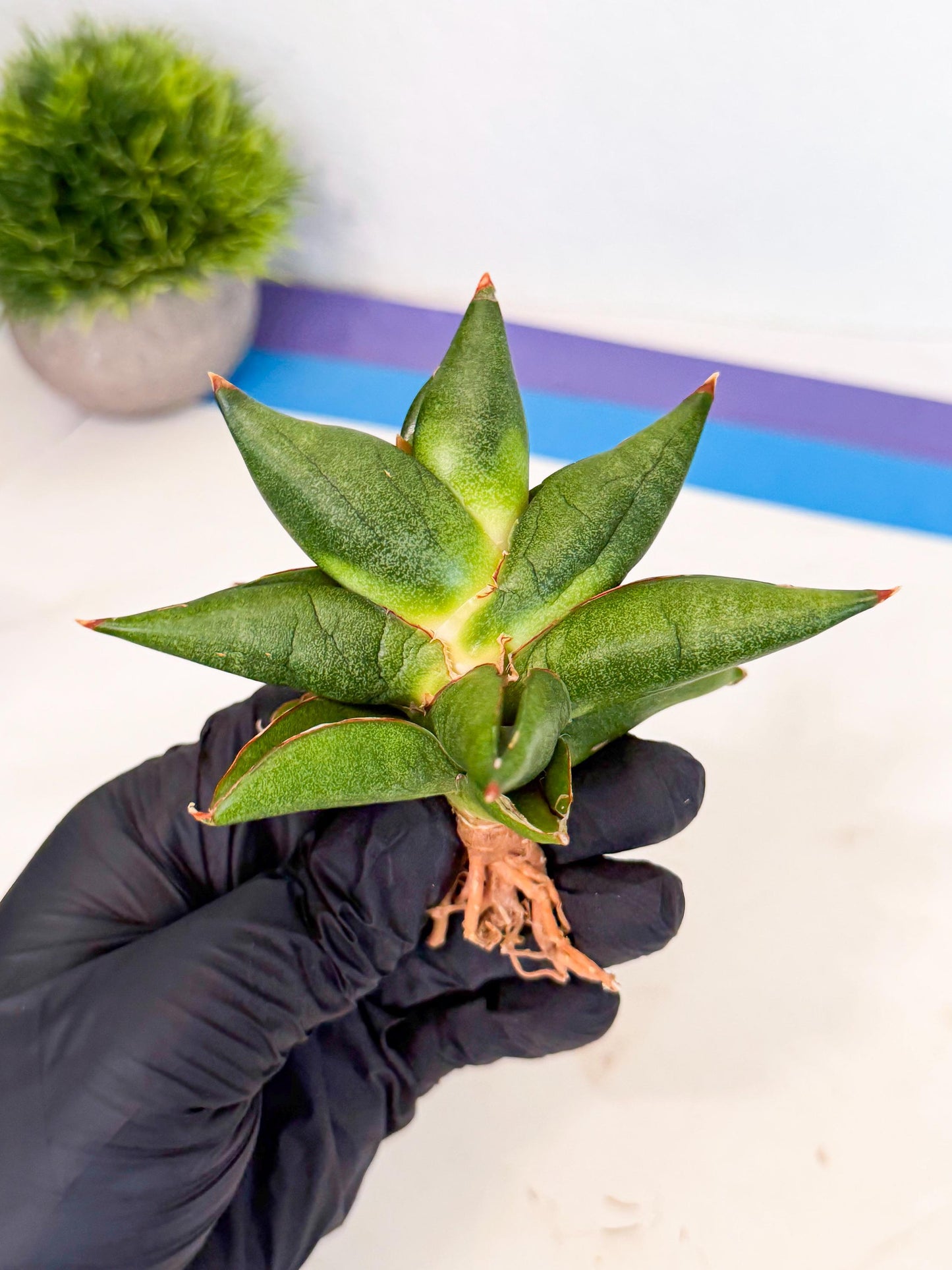 Sansevieria Siam Green Uny (Ca3) (5) | Imported Sansevieria