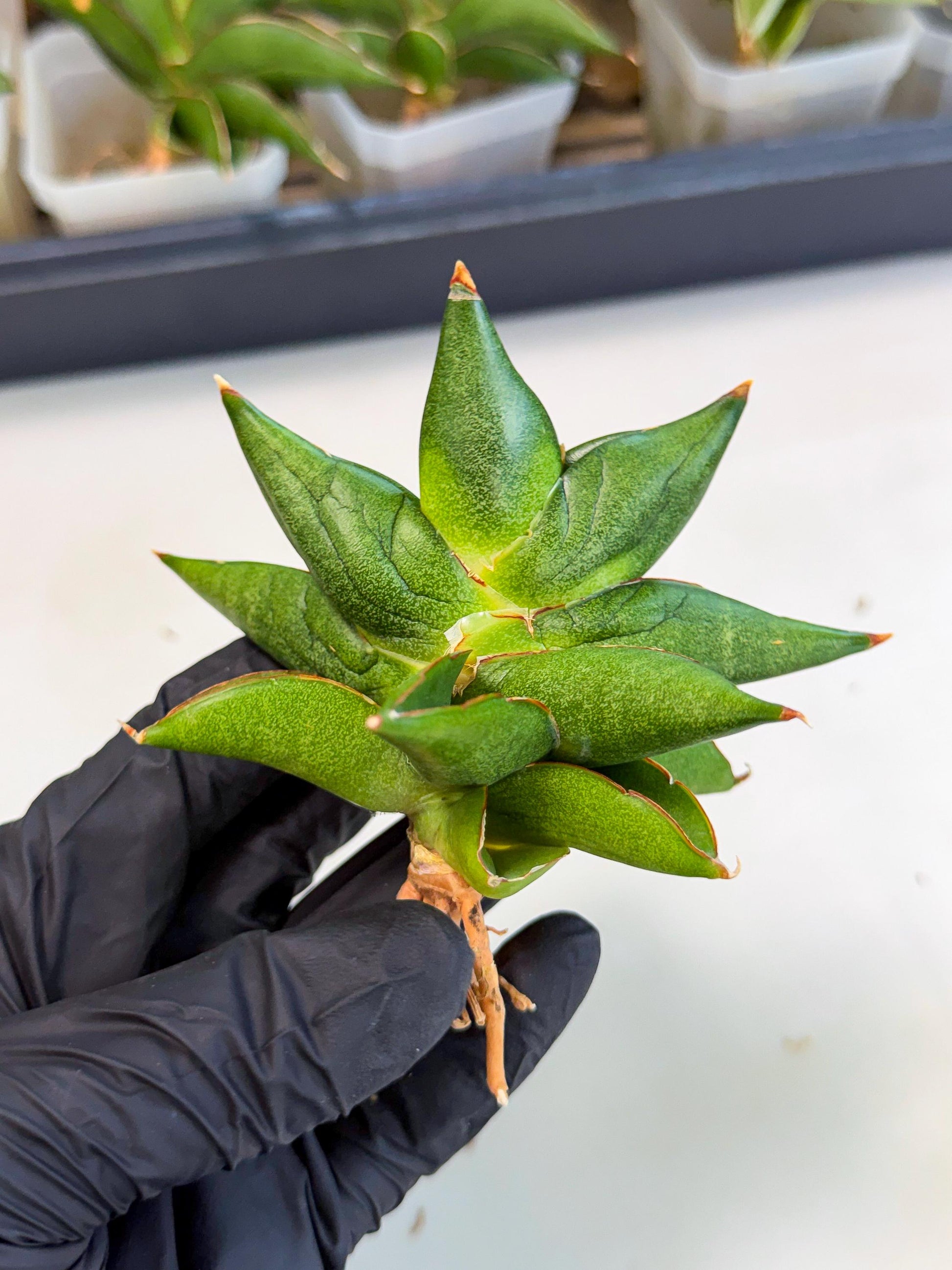 Sansevieria Siam Green Uny (Ca3) (5) | Imported Sansevieria