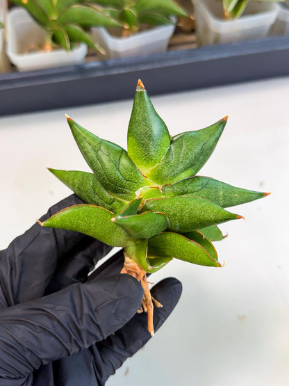 Sansevieria Siam Green Uny (Ca3) (5) | Imported Sansevieria