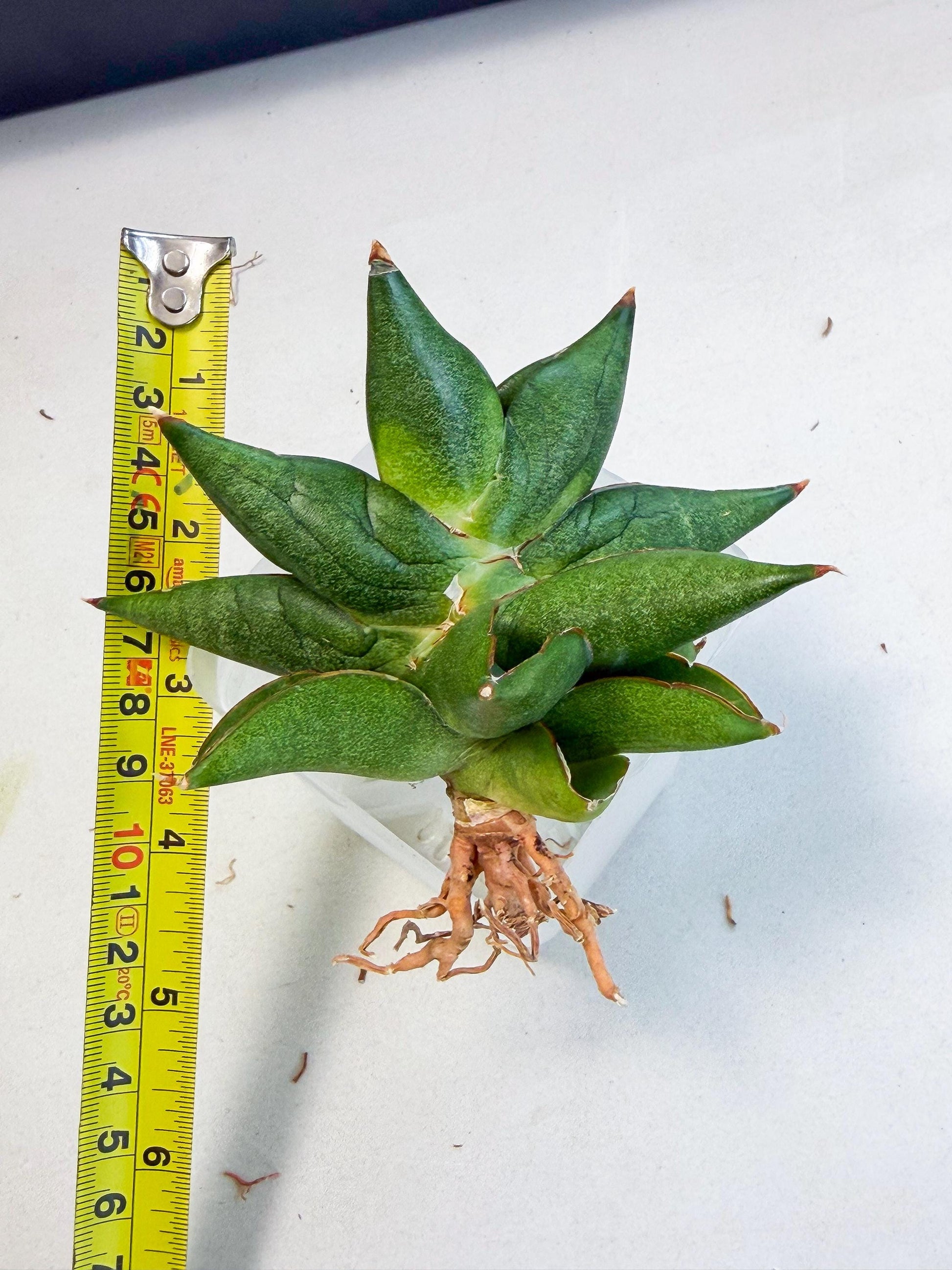 Sansevieria Siam Green Uny (Ca3) (5) | Imported Sansevieria