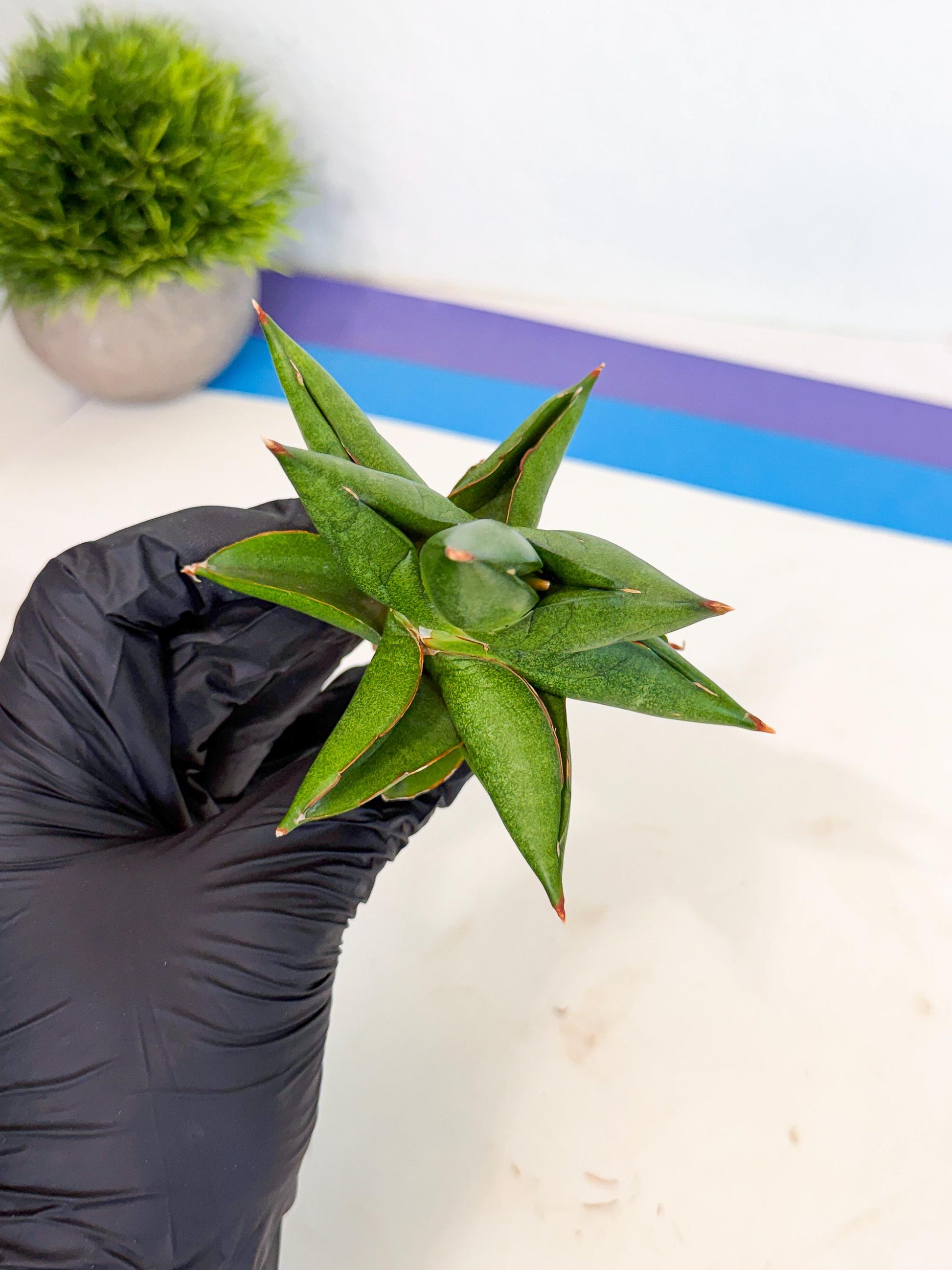 Sansevieria Siam Green Uny (Ca3) (5) | Imported Sansevieria