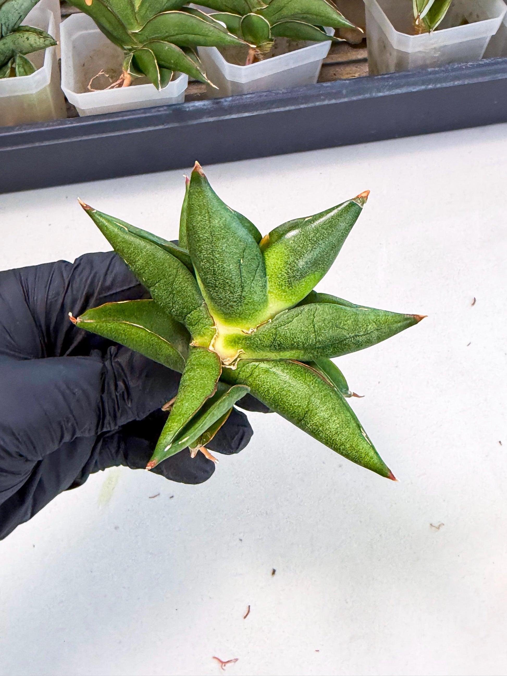Sansevieria Siam Green Uny (Ca3) (5) | Imported Sansevieria