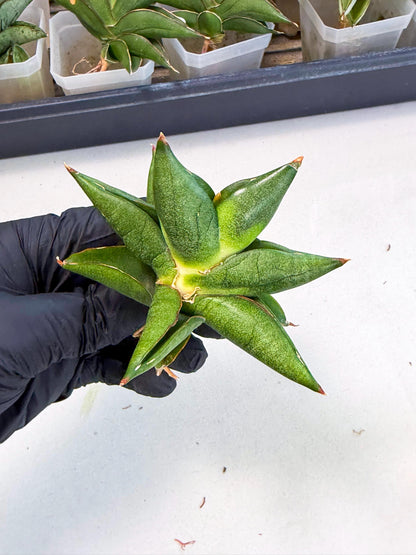 Sansevieria Siam Green Uny (Ca3) (5) | Imported Sansevieria
