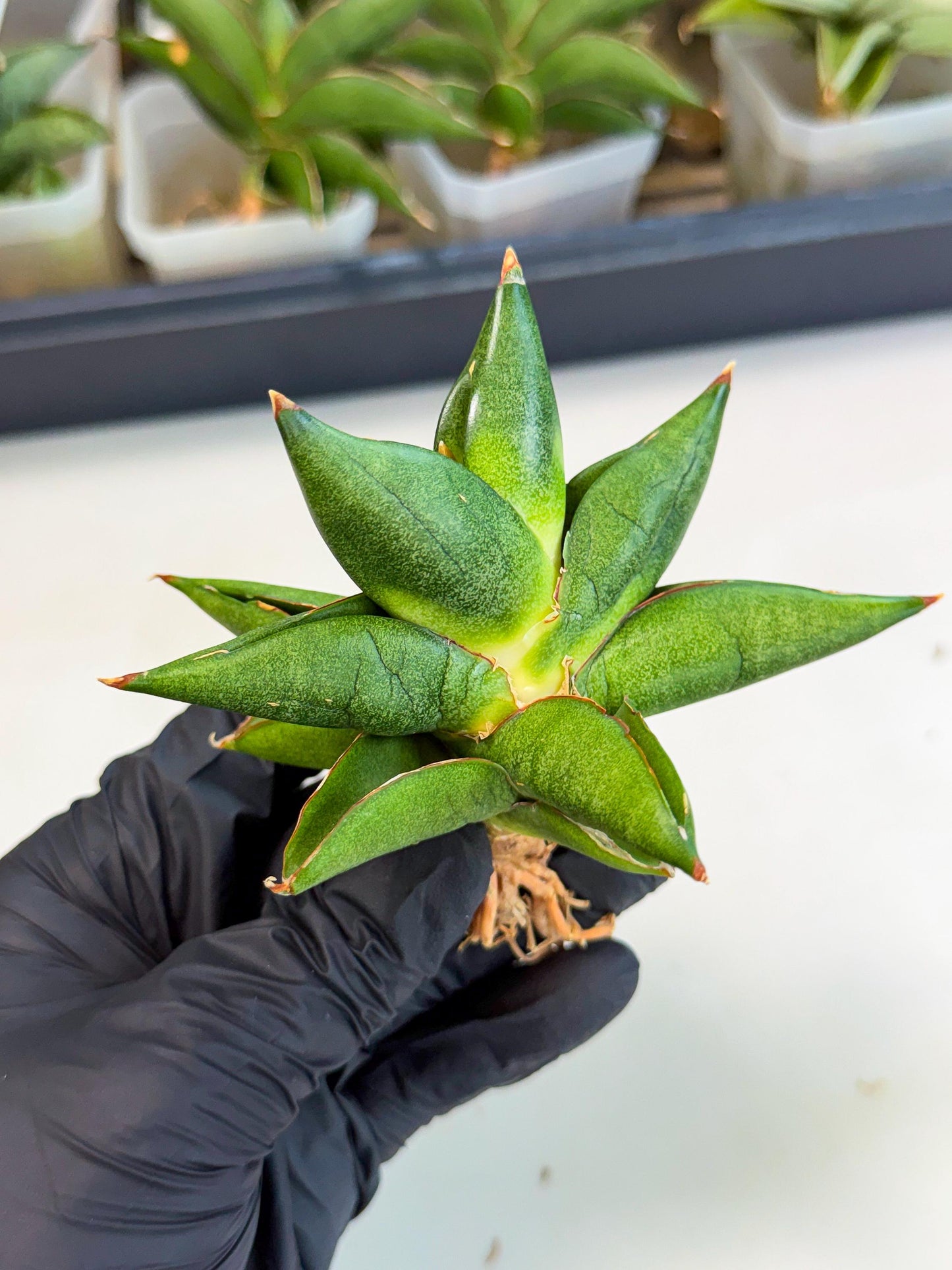 Sansevieria Siam Green Uny (Ca3) (5) | Imported Sansevieria