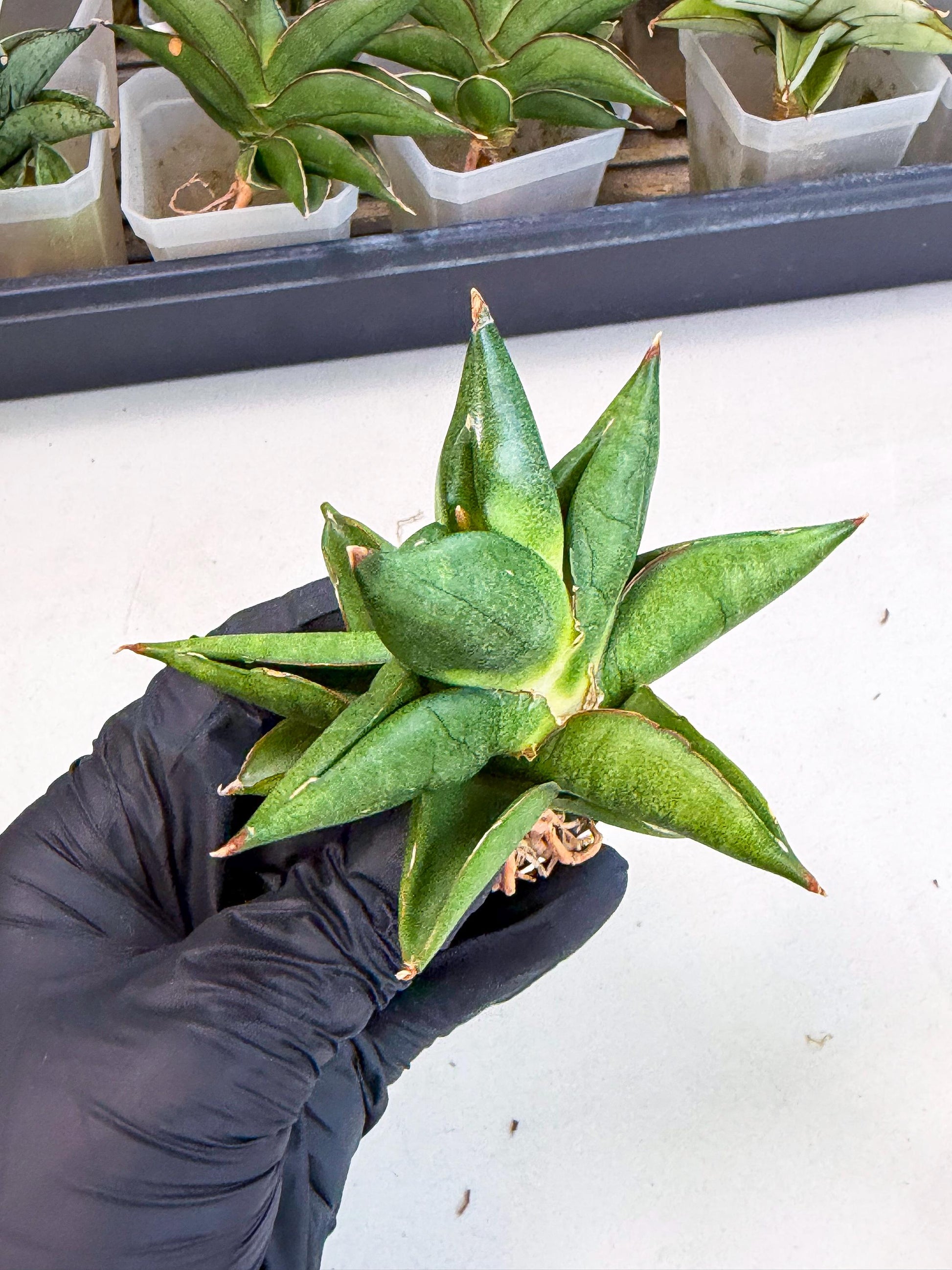 Sansevieria Siam Green Uny (Ca3) (5) | Imported Sansevieria