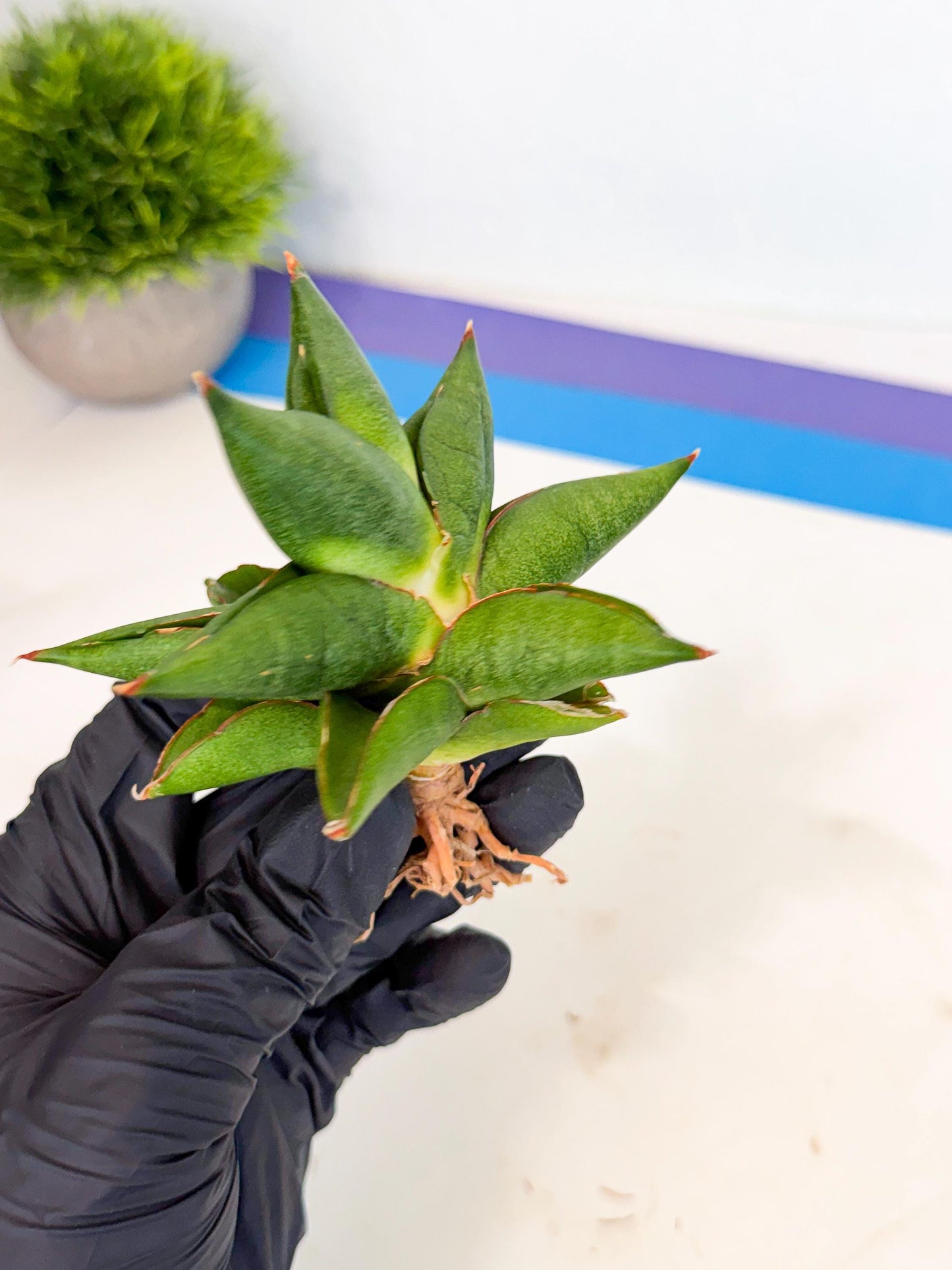 Sansevieria Siam Green Uny (Ca3) (5) | Imported Sansevieria