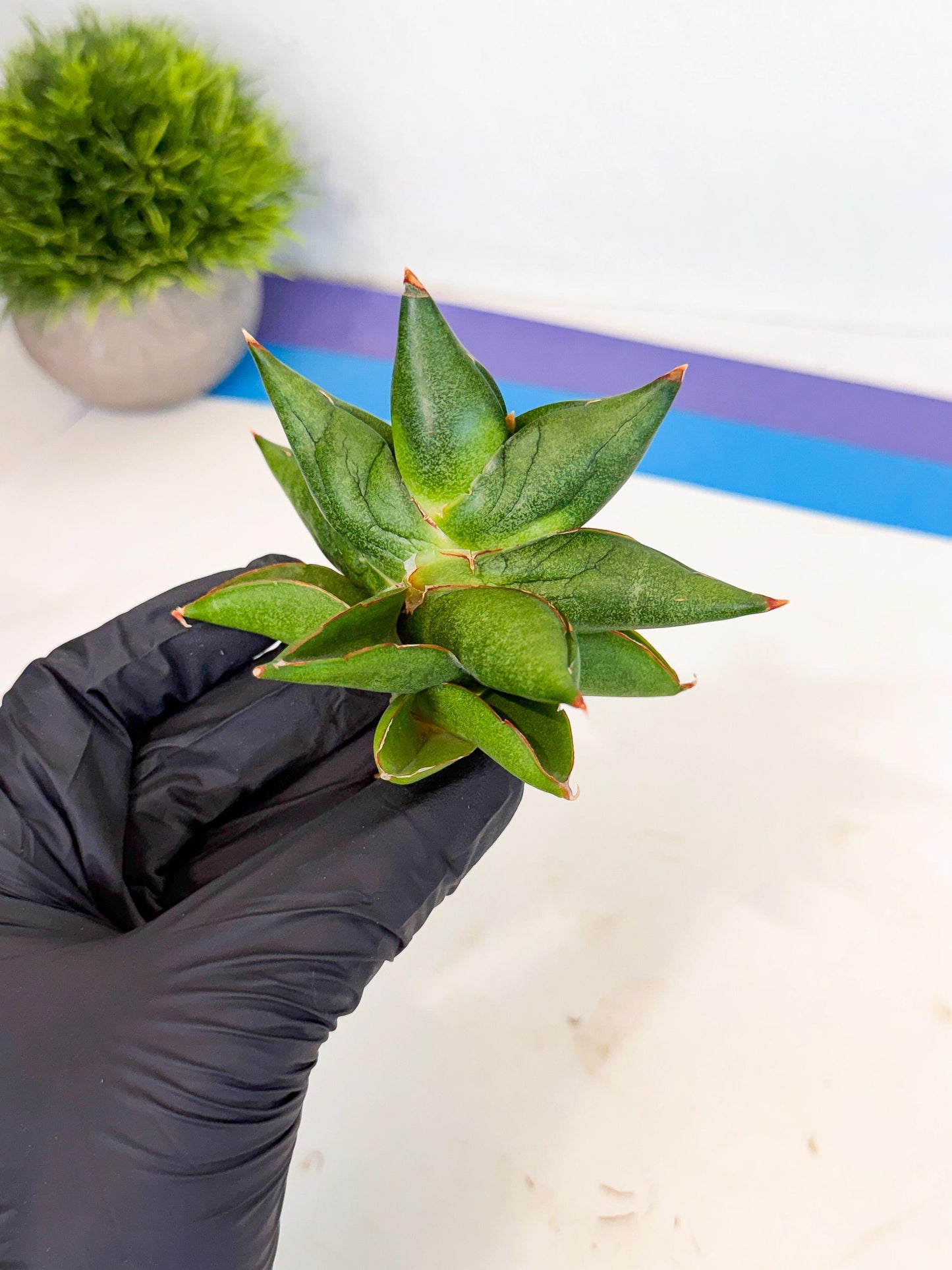 Sansevieria Siam Green Uny (Ca3) (5) | Imported Sansevieria