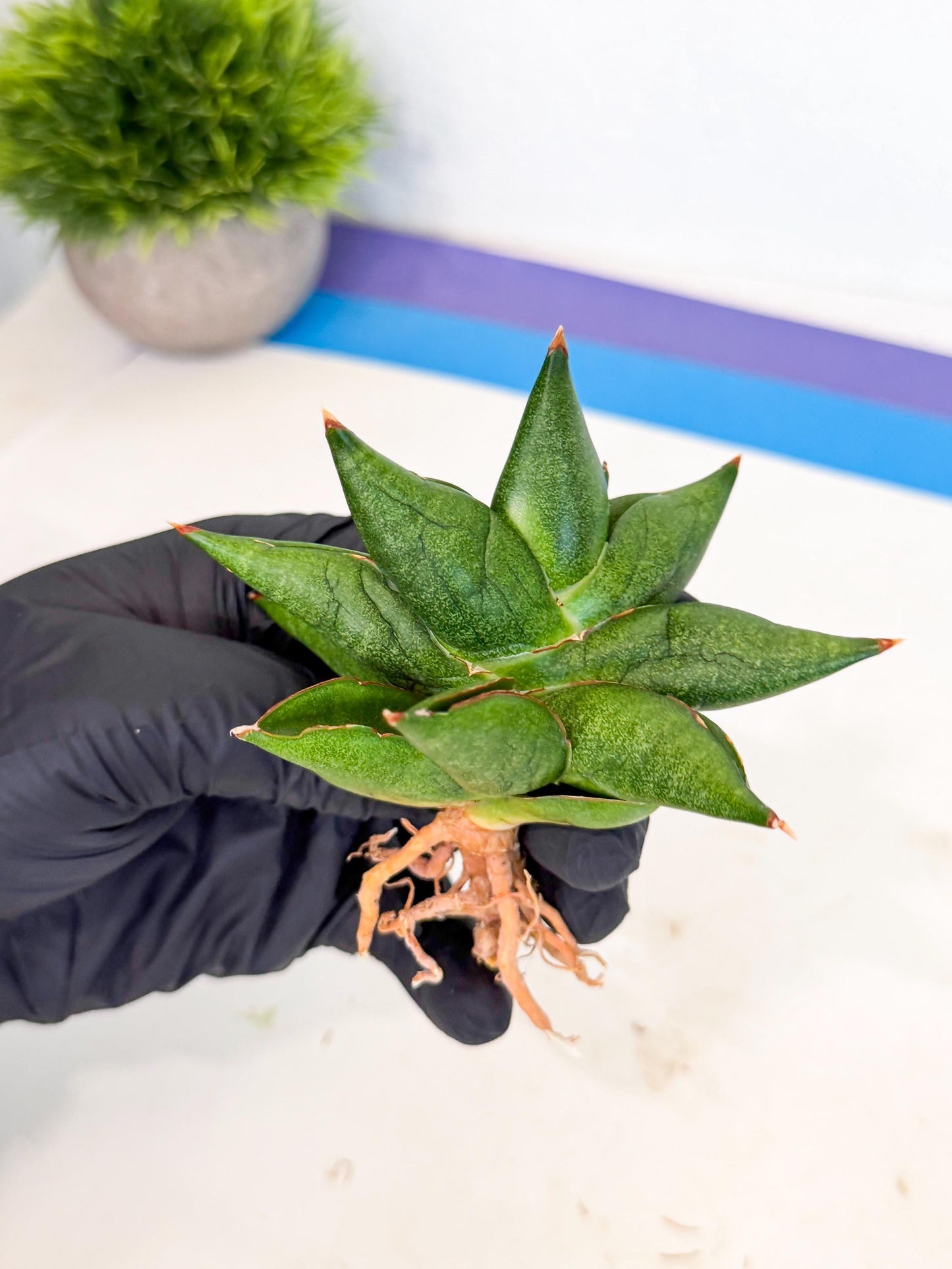 Sansevieria Siam Green Uny (Ca3) (6) | Imported Sansevieria