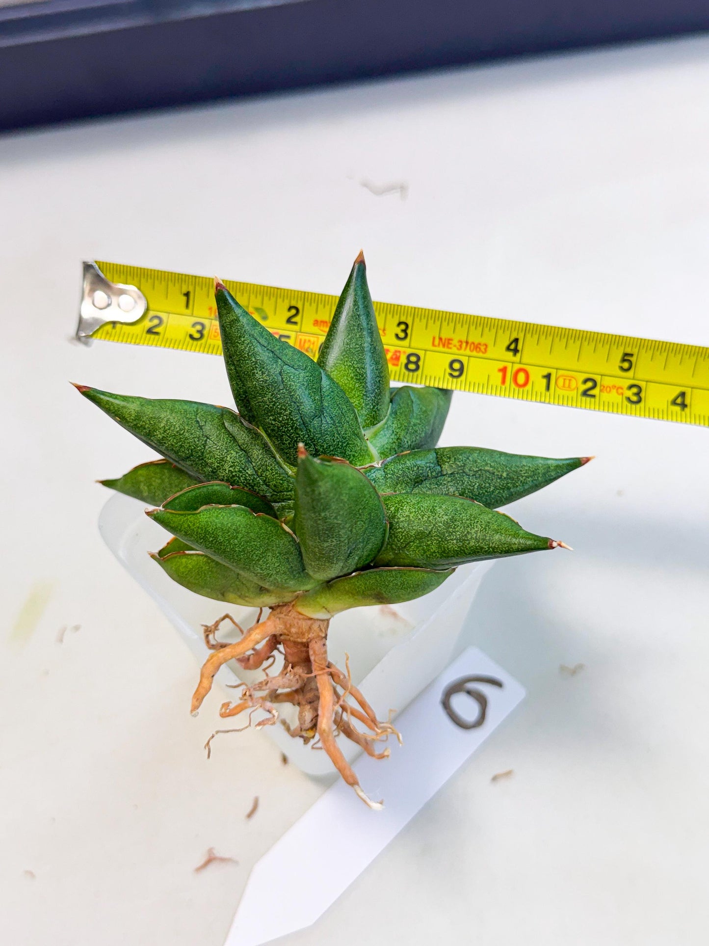 Sansevieria Siam Green Uny (Ca3) (6) | Imported Sansevieria