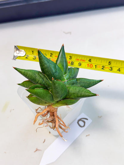 Sansevieria Siam Green Uny (Ca3) (6) | Imported Sansevieria