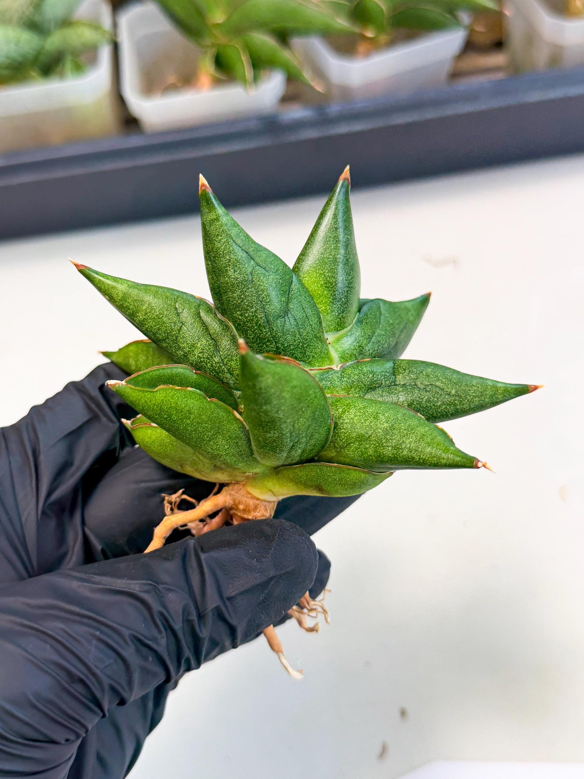 Sansevieria Siam Green Uny (Ca3) (6) | Imported Sansevieria