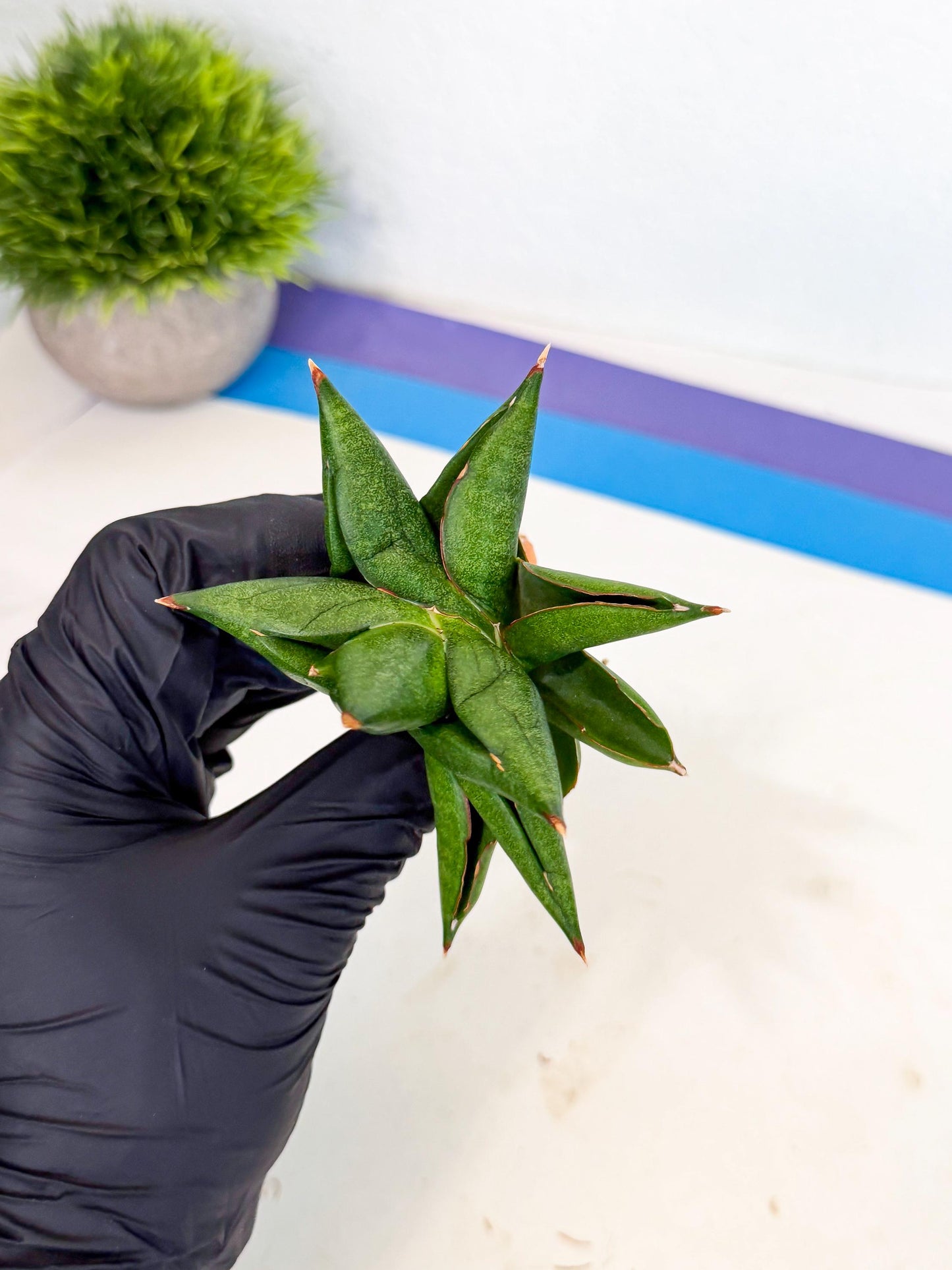 Sansevieria Siam Green Uny (Ca3) (6) | Imported Sansevieria