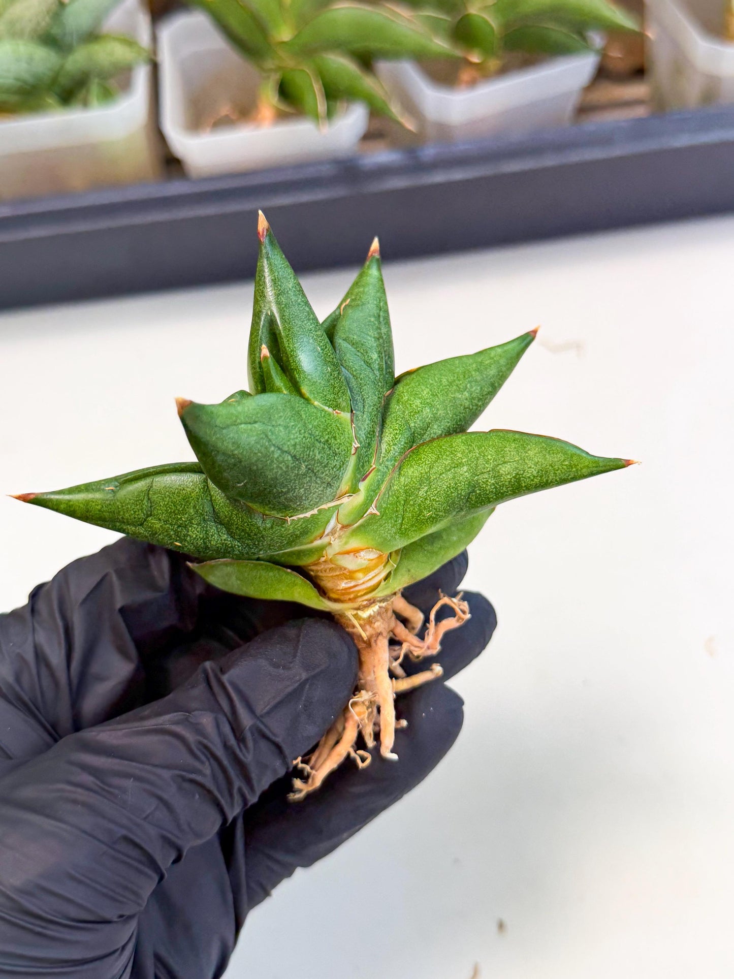 Sansevieria Siam Green Uny (Ca3) (6) | Imported Sansevieria