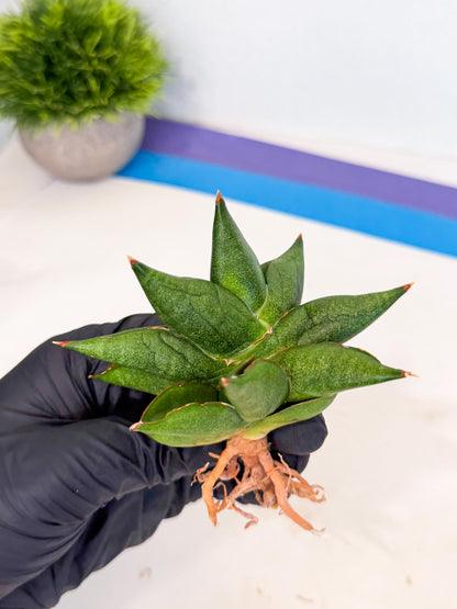 Sansevieria Siam Green Uny (Ca3) (6) | Imported Sansevieria