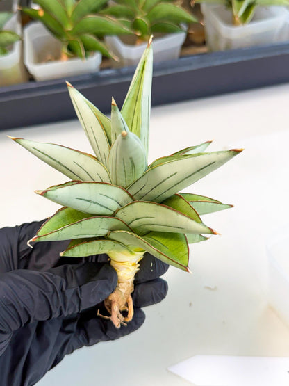 Sansevieria Ice Thorn (ca3) (7) | Rare Import