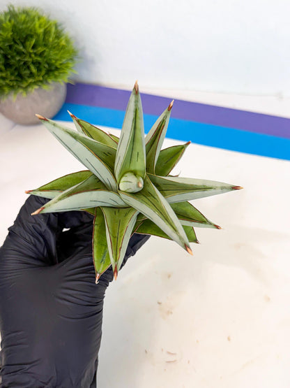 Sansevieria Ice Thorn (ca3) (7) | Rare Import
