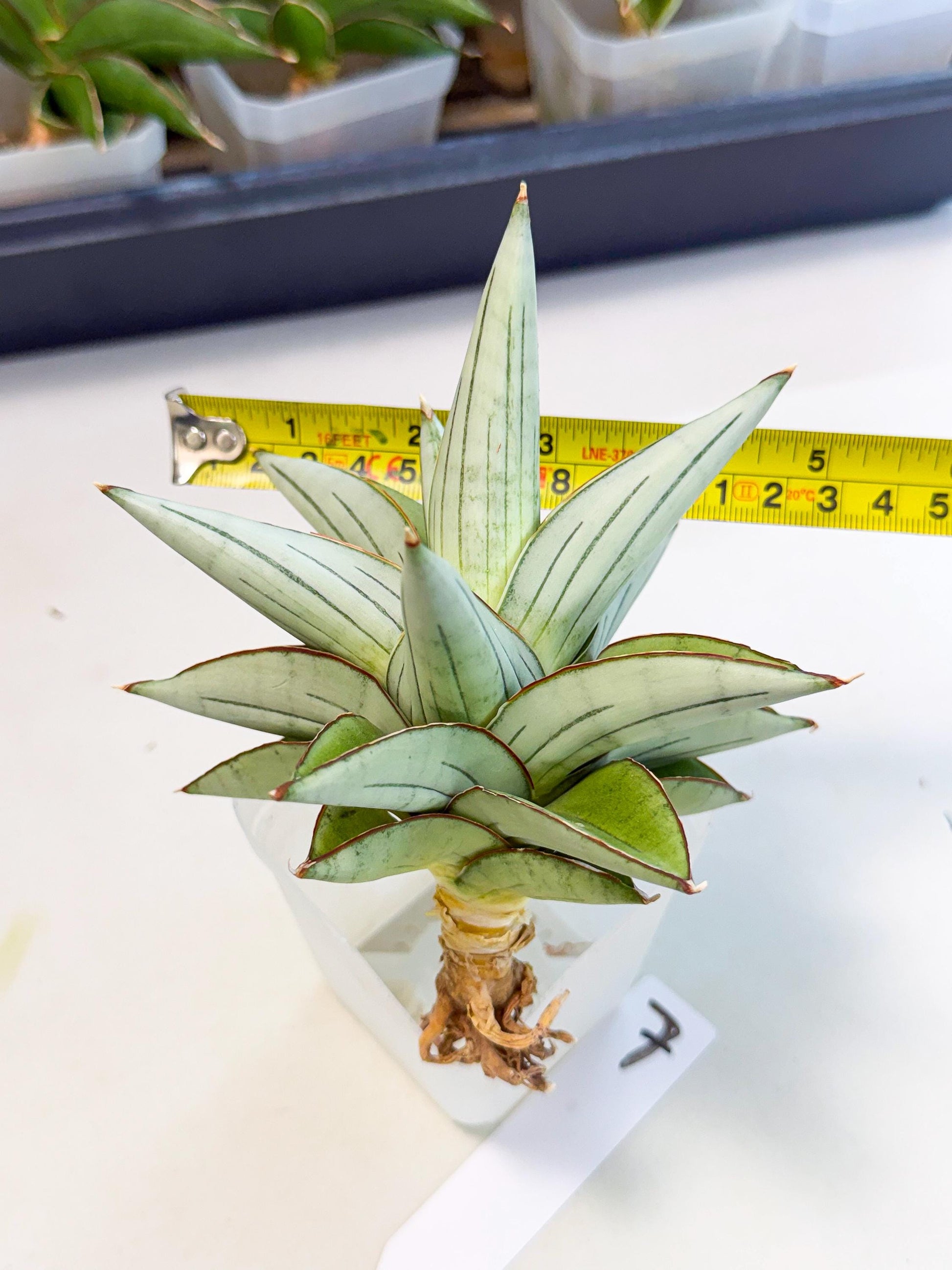Sansevieria Ice Thorn (ca3) (7) | Rare Import