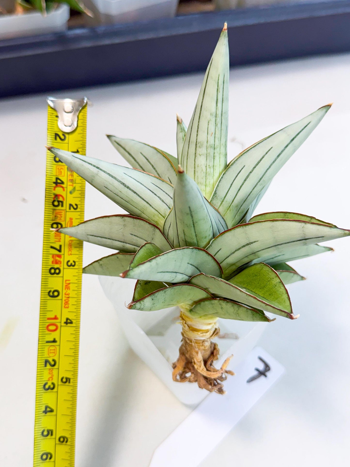Sansevieria Ice Thorn (ca3) (7) | Rare Import