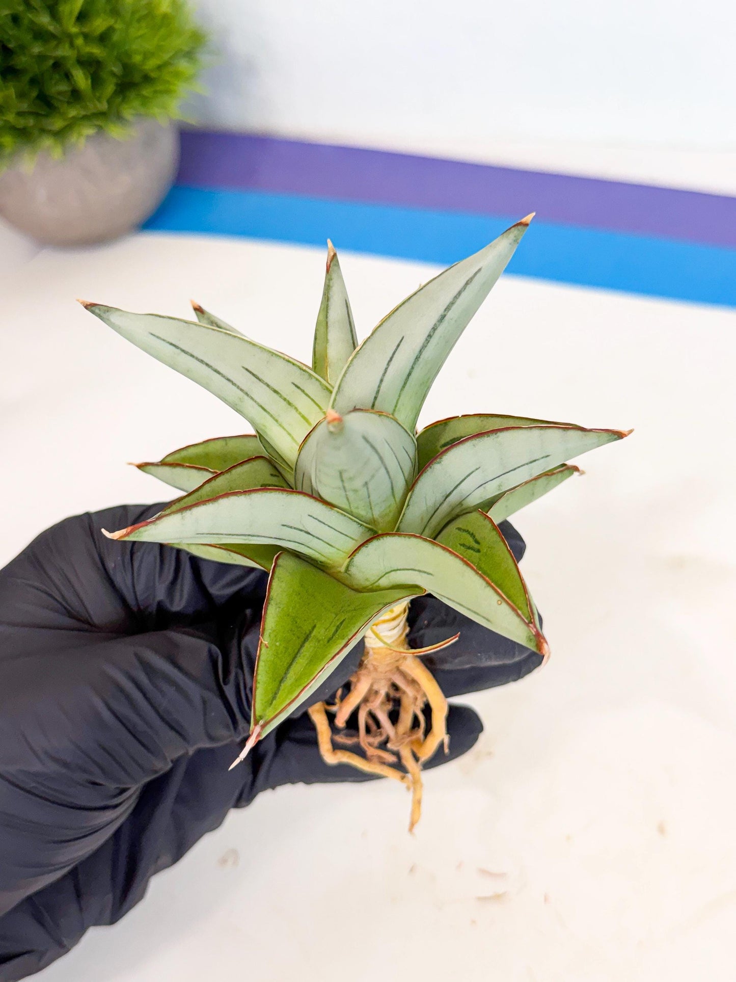 Sansevieria Ice Thorn (ca3) (8) | Rare Import