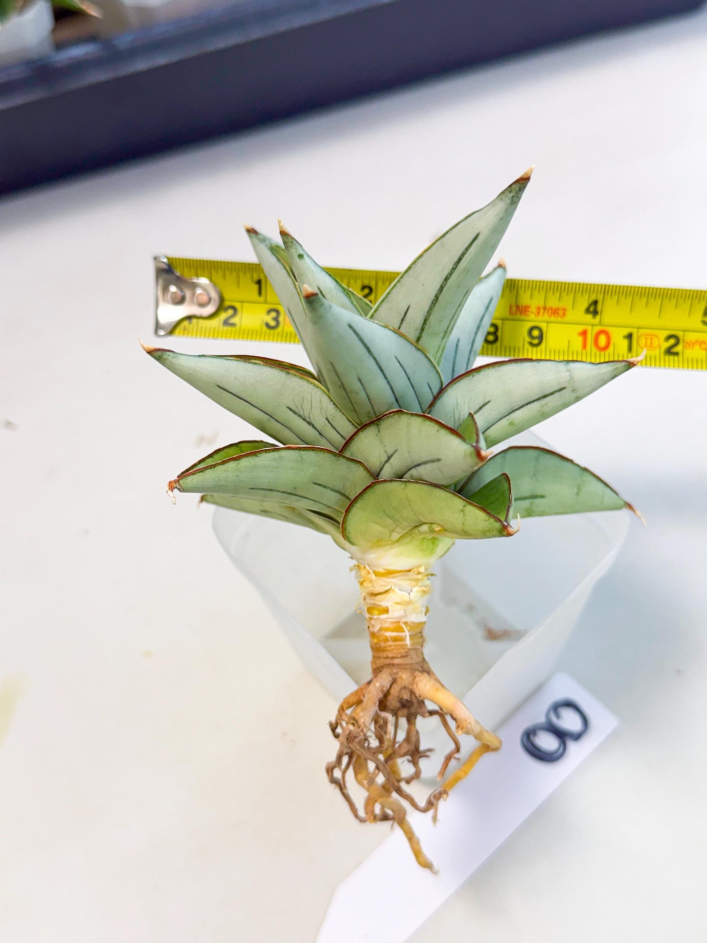 Sansevieria Ice Thorn (ca3) (8) | Rare Import