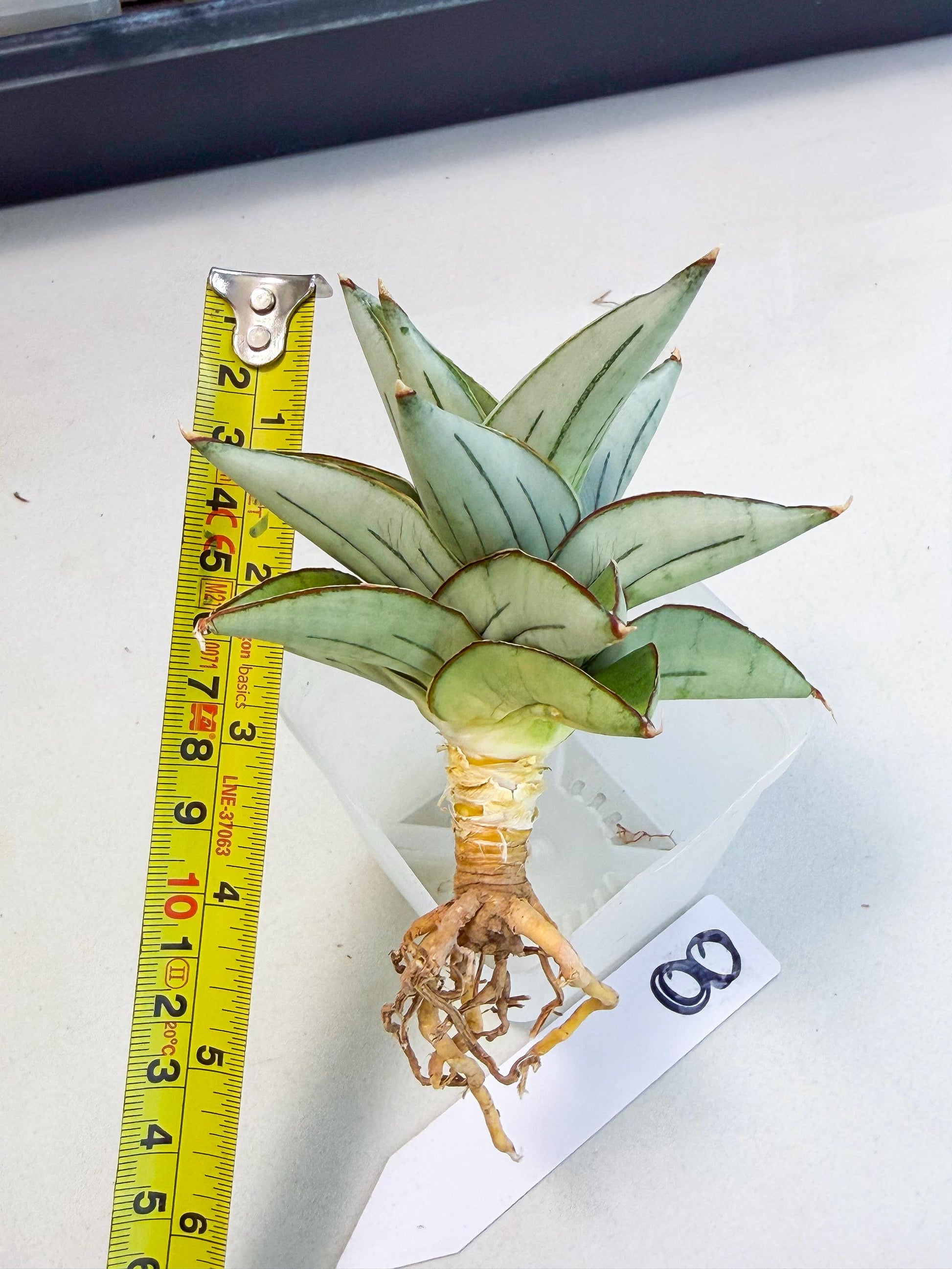 Sansevieria Ice Thorn (ca3) (8) | Rare Import