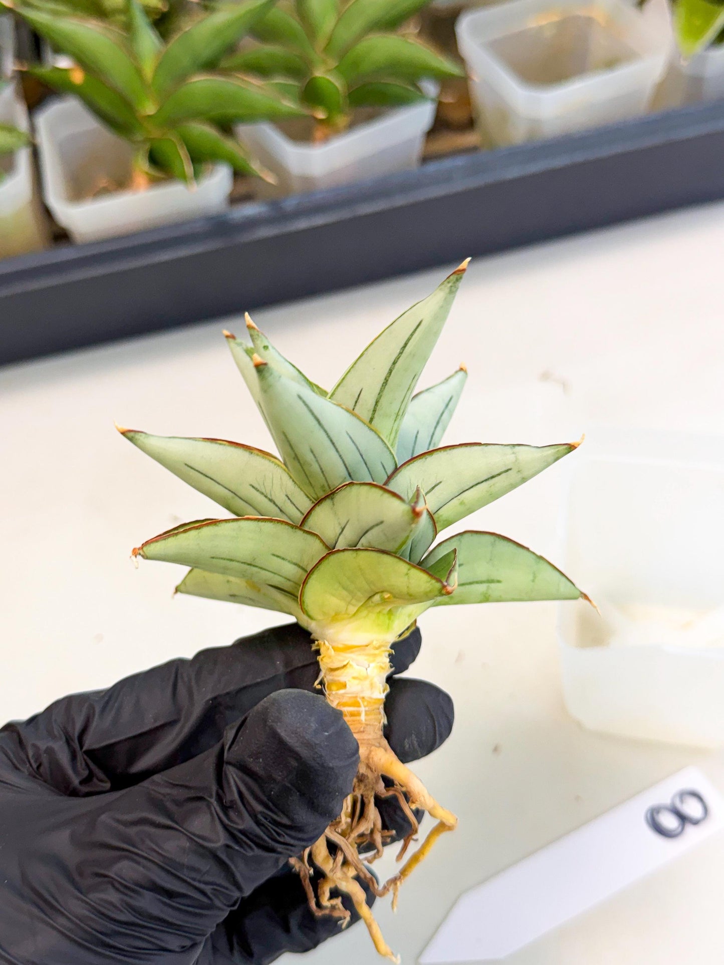 Sansevieria Ice Thorn (ca3) (8) | Rare Import