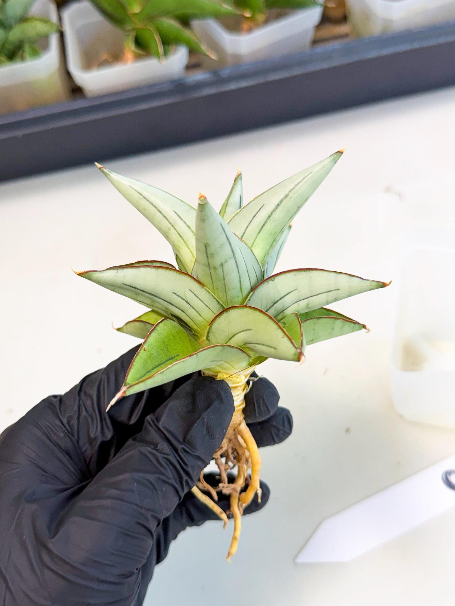 Sansevieria Ice Thorn (ca3) (8) | Rare Import