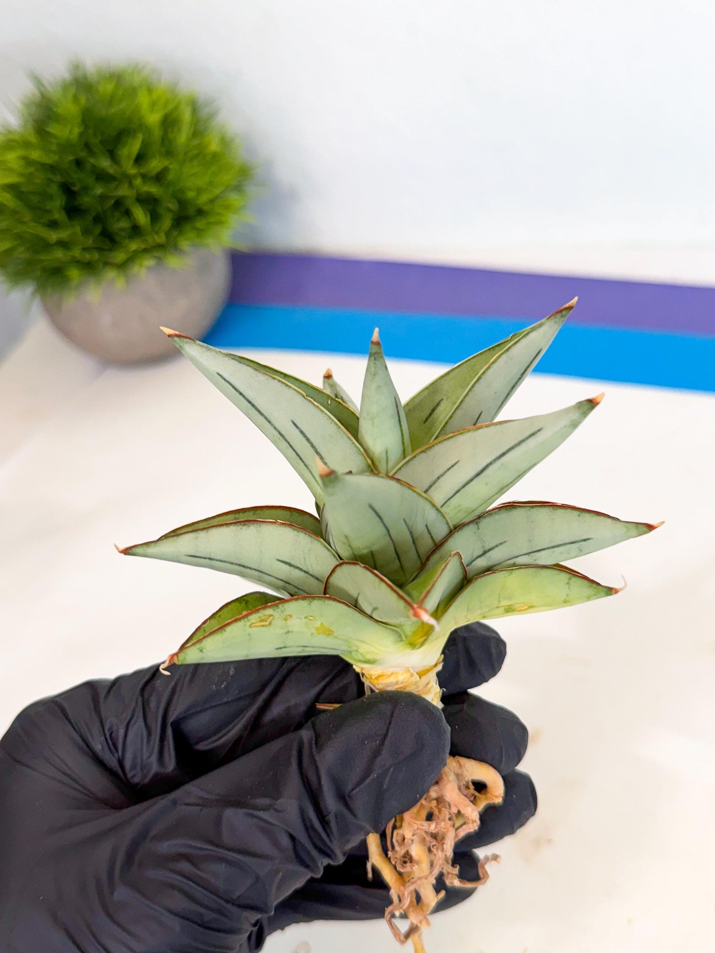 Sansevieria Ice Thorn (ca3) (8) | Rare Import