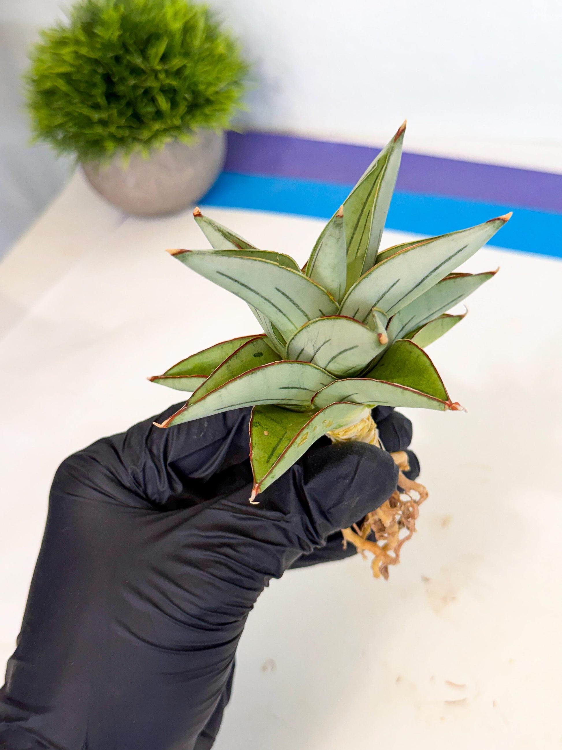 Sansevieria Ice Thorn (ca3) (8) | Rare Import