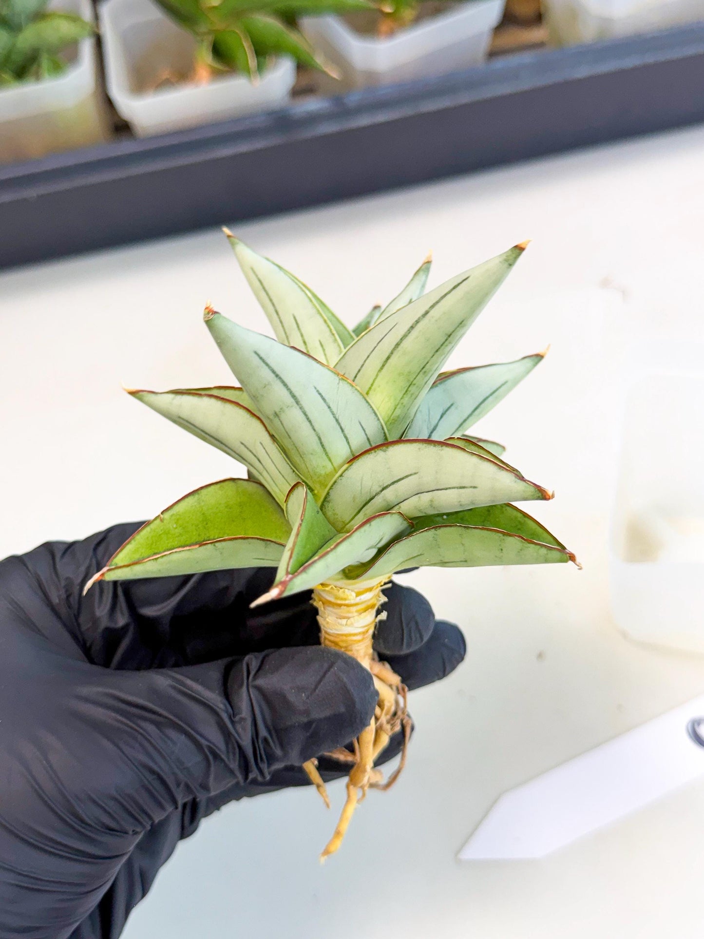 Sansevieria Ice Thorn (ca3) (8) | Rare Import