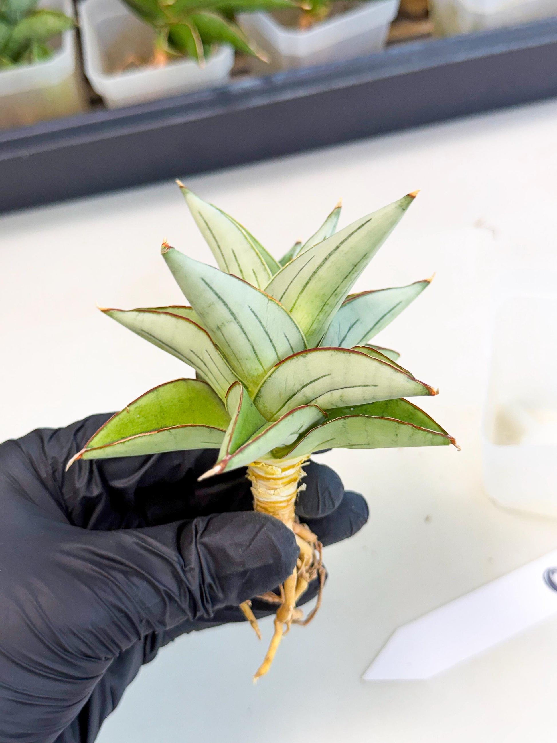 Sansevieria Ice Thorn (ca3) (8) | Rare Import