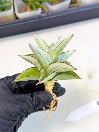 Sansevieria Ice Thorn (ca3) (8) | Rare Import