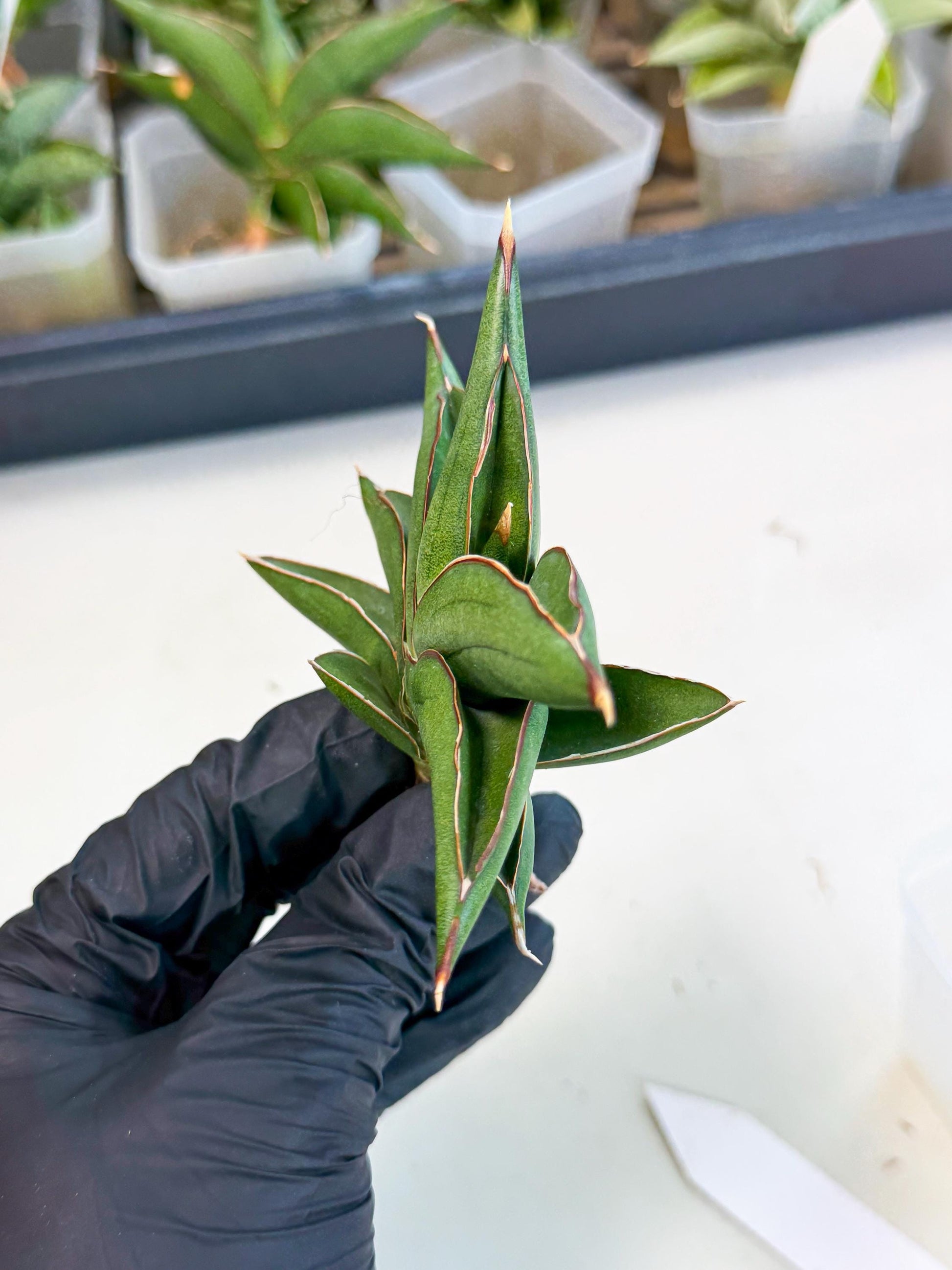Sansevieria Sawasdee (ca3) (9) | Rare Snake Plant