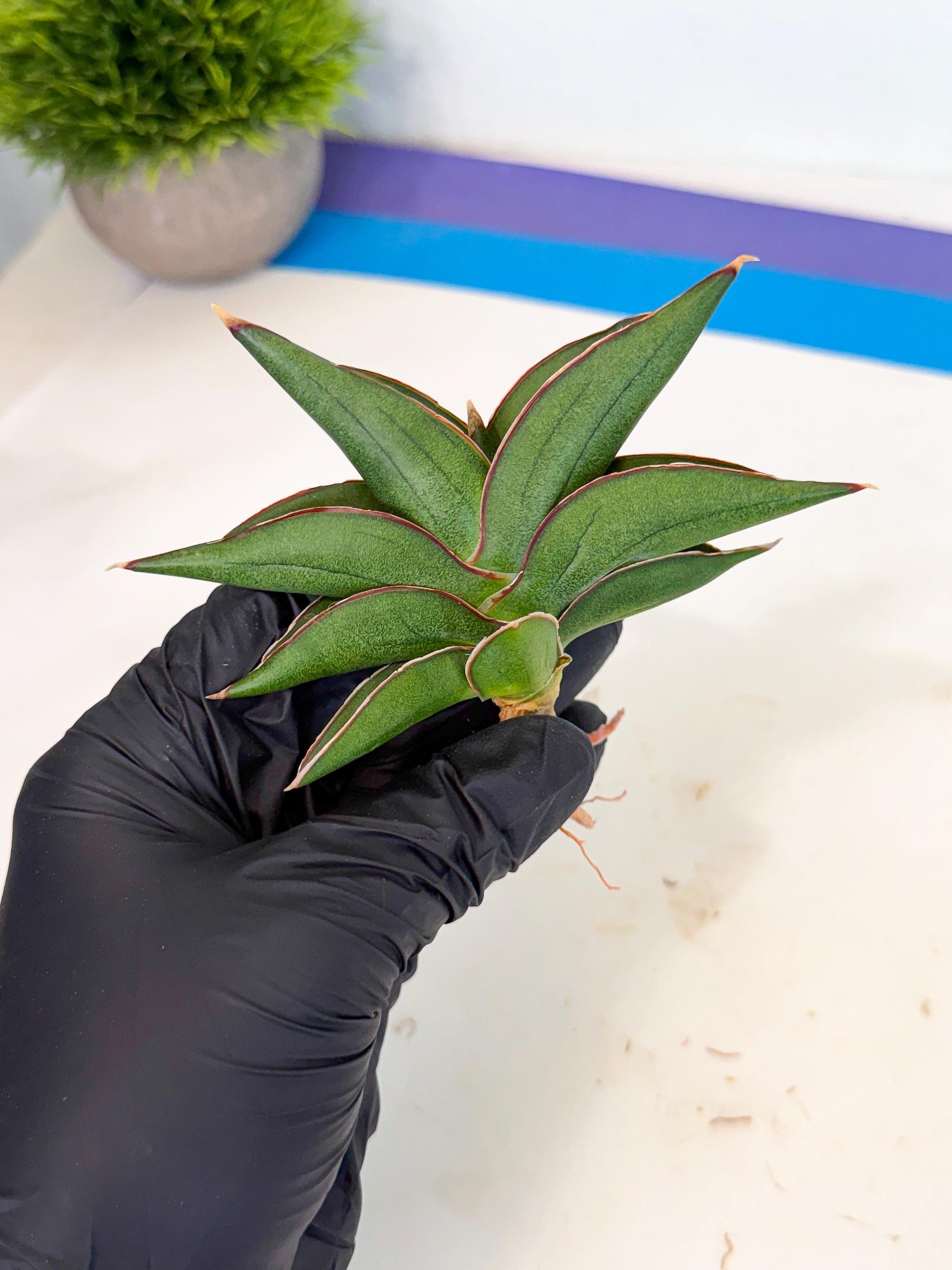 Sansevieria Sawasdee (ca3) (9) | Rare Snake Plant