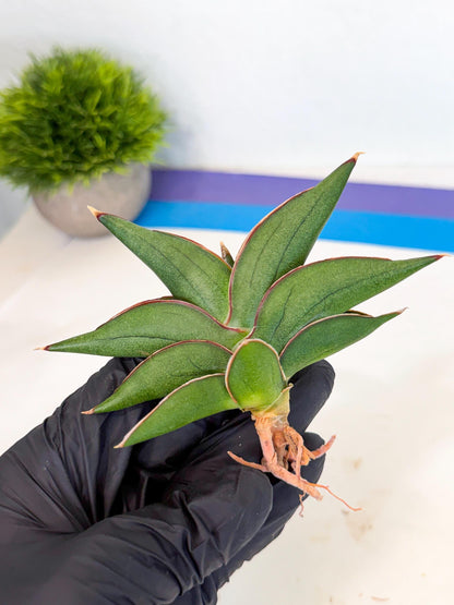 Sansevieria Sawasdee (ca3) (9) | Rare Snake Plant