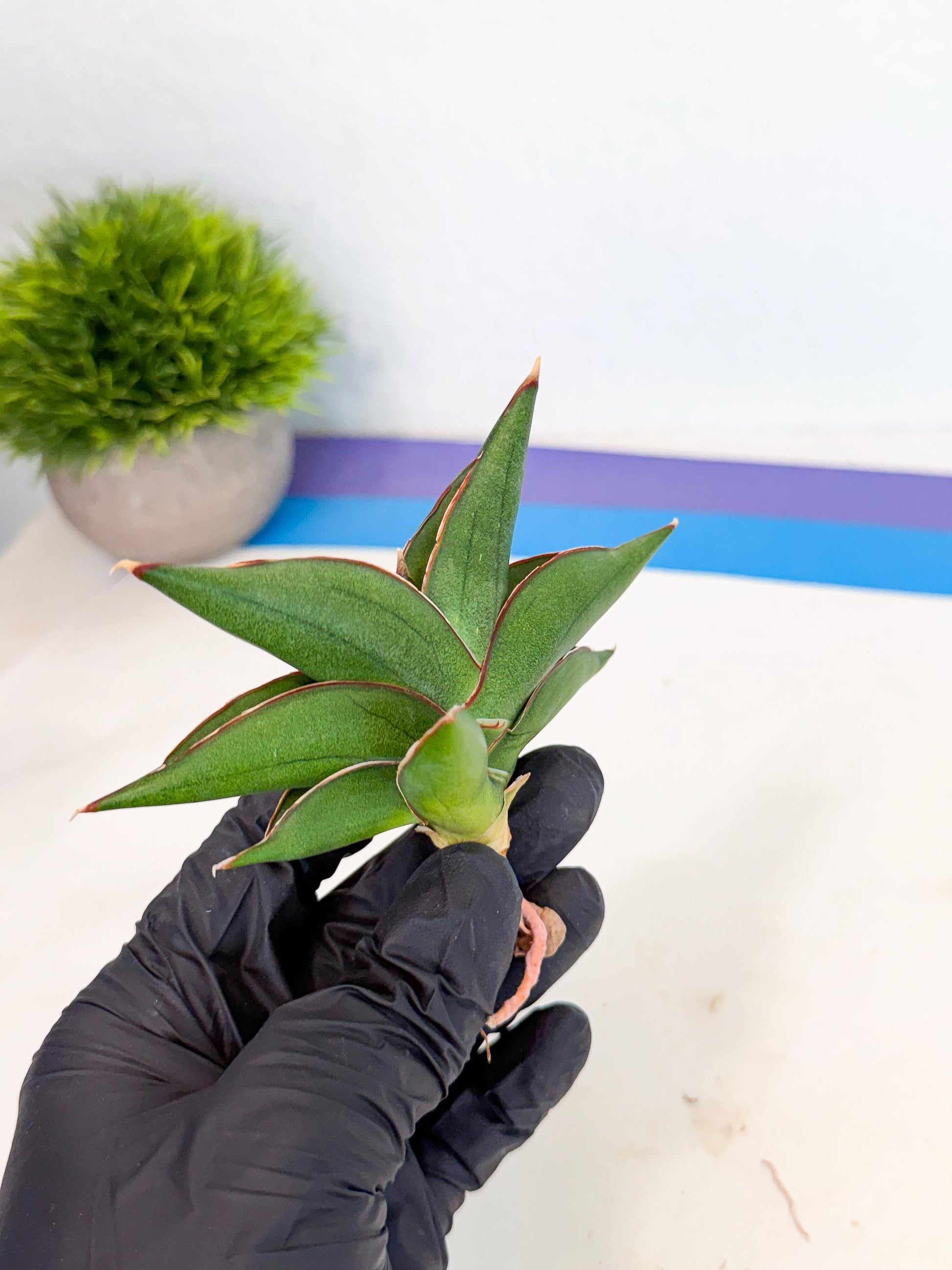Sansevieria Sawasdee (ca3) (9) | Rare Snake Plant