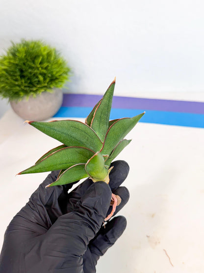 Sansevieria Sawasdee (ca3) (9) | Rare Snake Plant