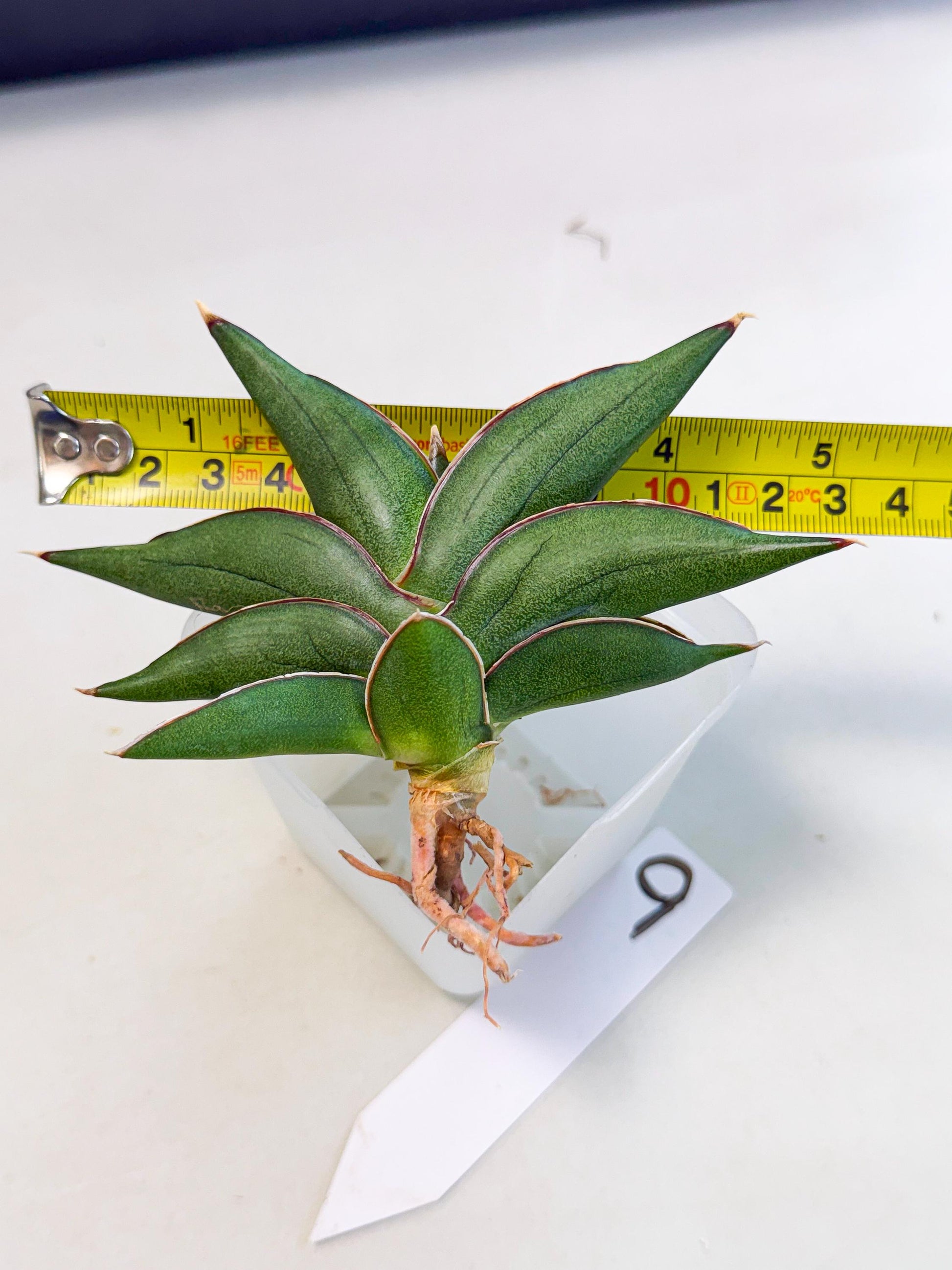 Sansevieria Sawasdee (ca3) (9) | Rare Snake Plant