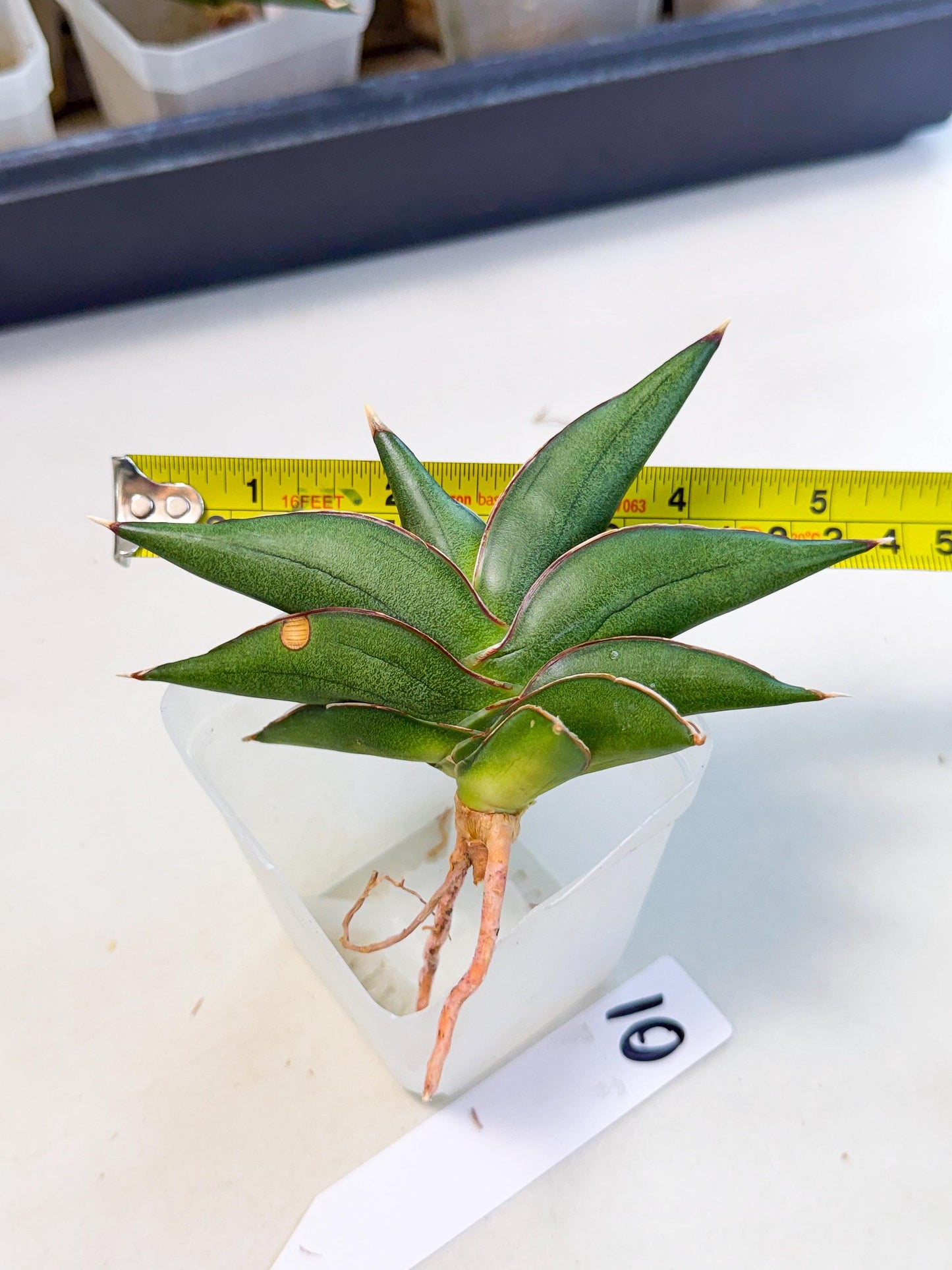 Sansevieria Sawasdee (ca3) (10) | Rare Snake Plant