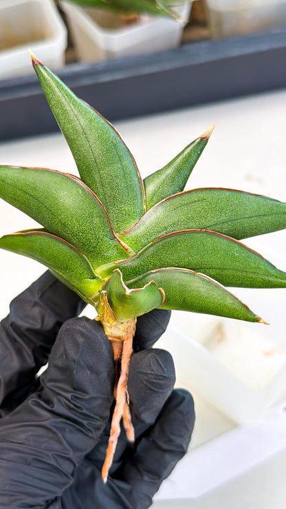 Sansevieria Sawasdee (ca3) (10) | Rare Snake Plant
