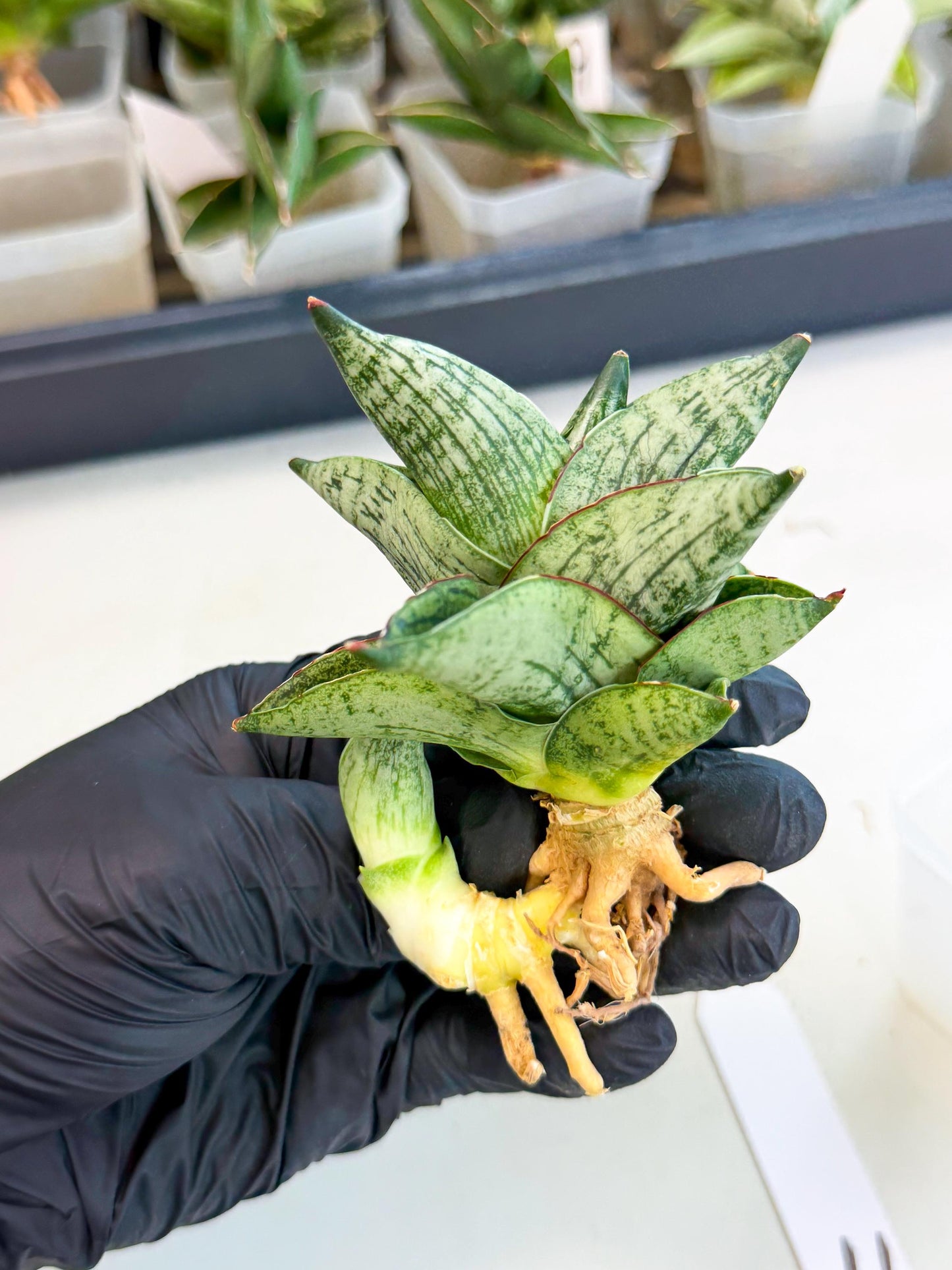 Sansevieria Pumila (ca3) (11) | Rare Houseplant
