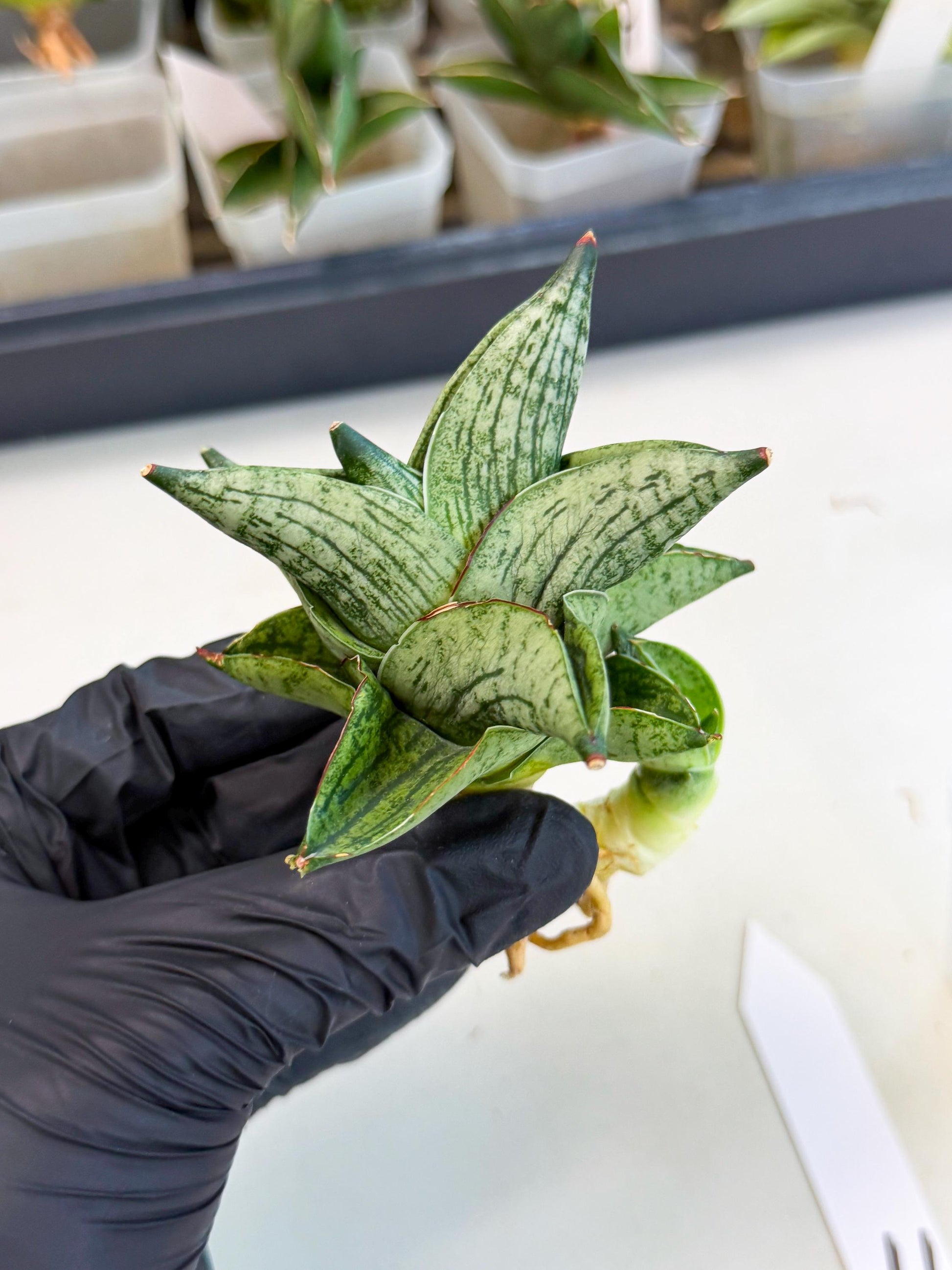 Sansevieria Pumila (ca3) (11) | Rare Houseplant