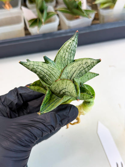 Sansevieria Pumila (ca3) (11) | Rare Houseplant
