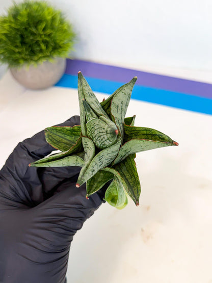 Sansevieria Pumila (ca3) (11) | Rare Houseplant