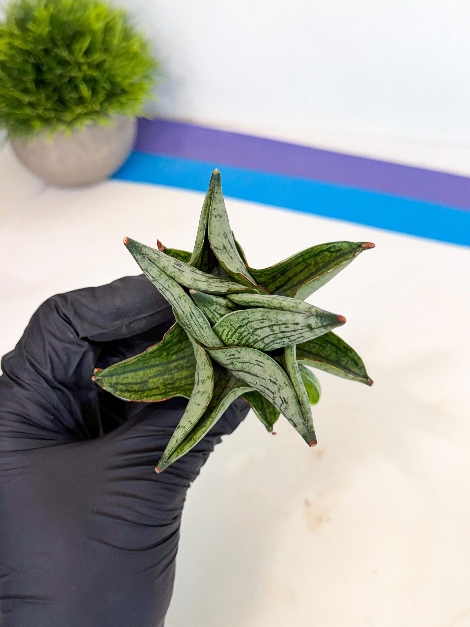 Sansevieria Pumila (ca3) (11) | Rare Houseplant